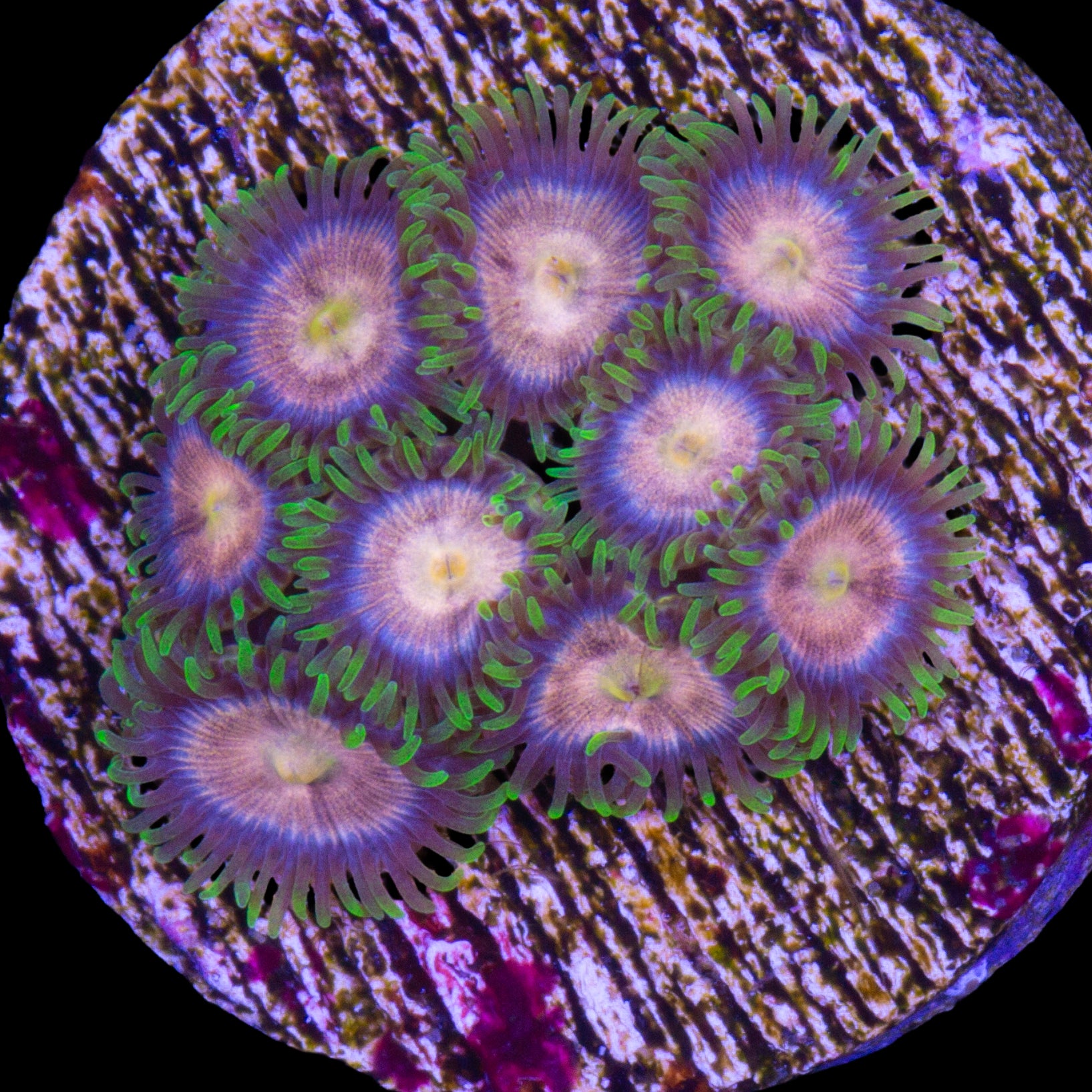 Vivid's Purple Panther Zoanthids