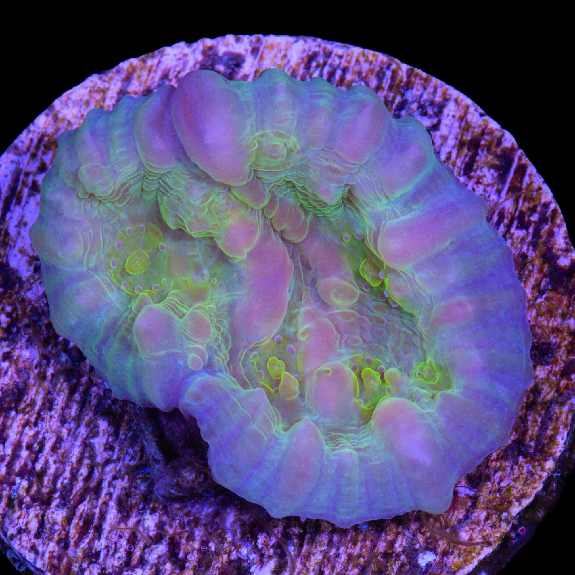 Vivid's Bounce Chalice Coral - 800 Grown