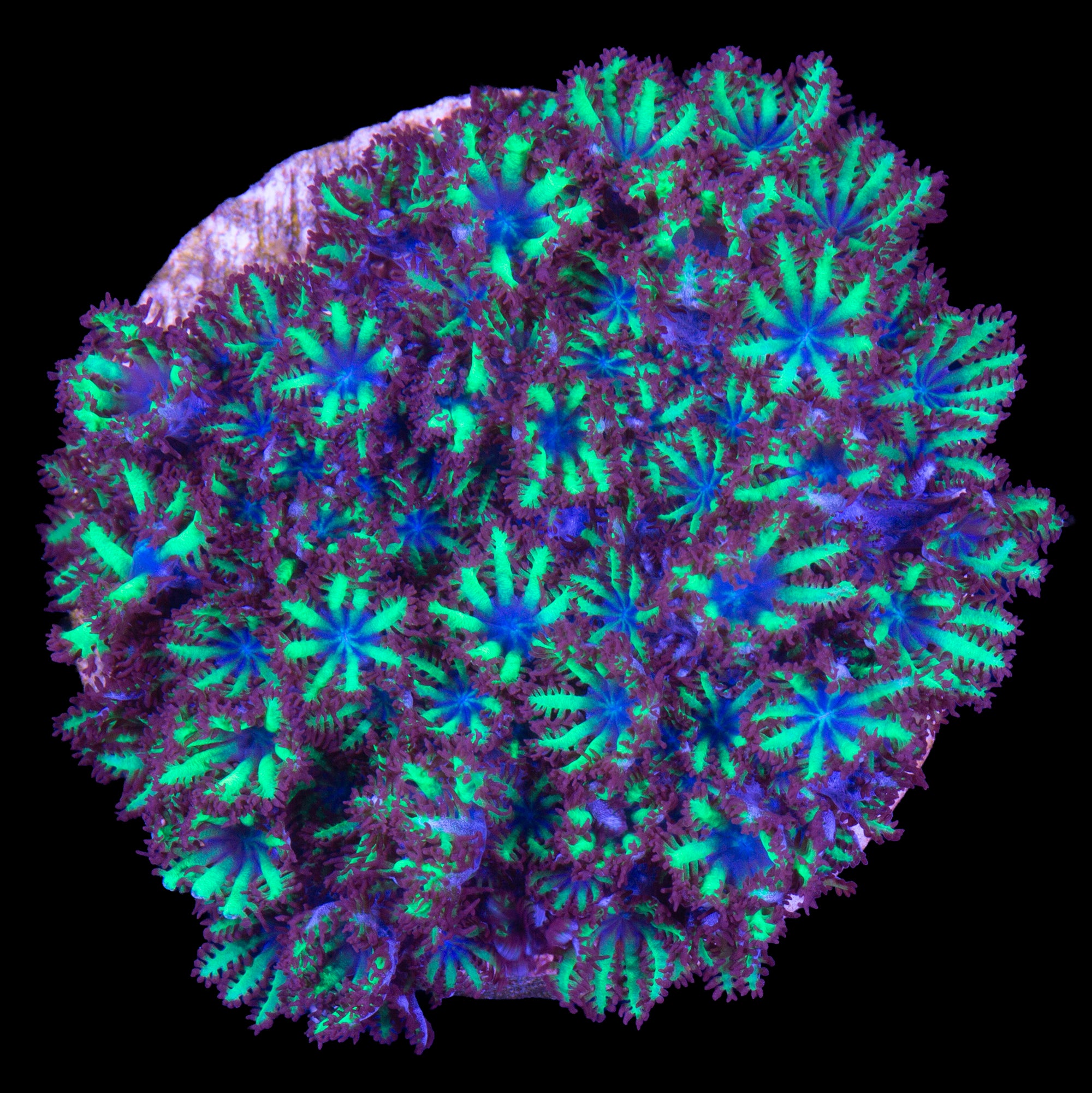 Atomic Sympodium Coral
