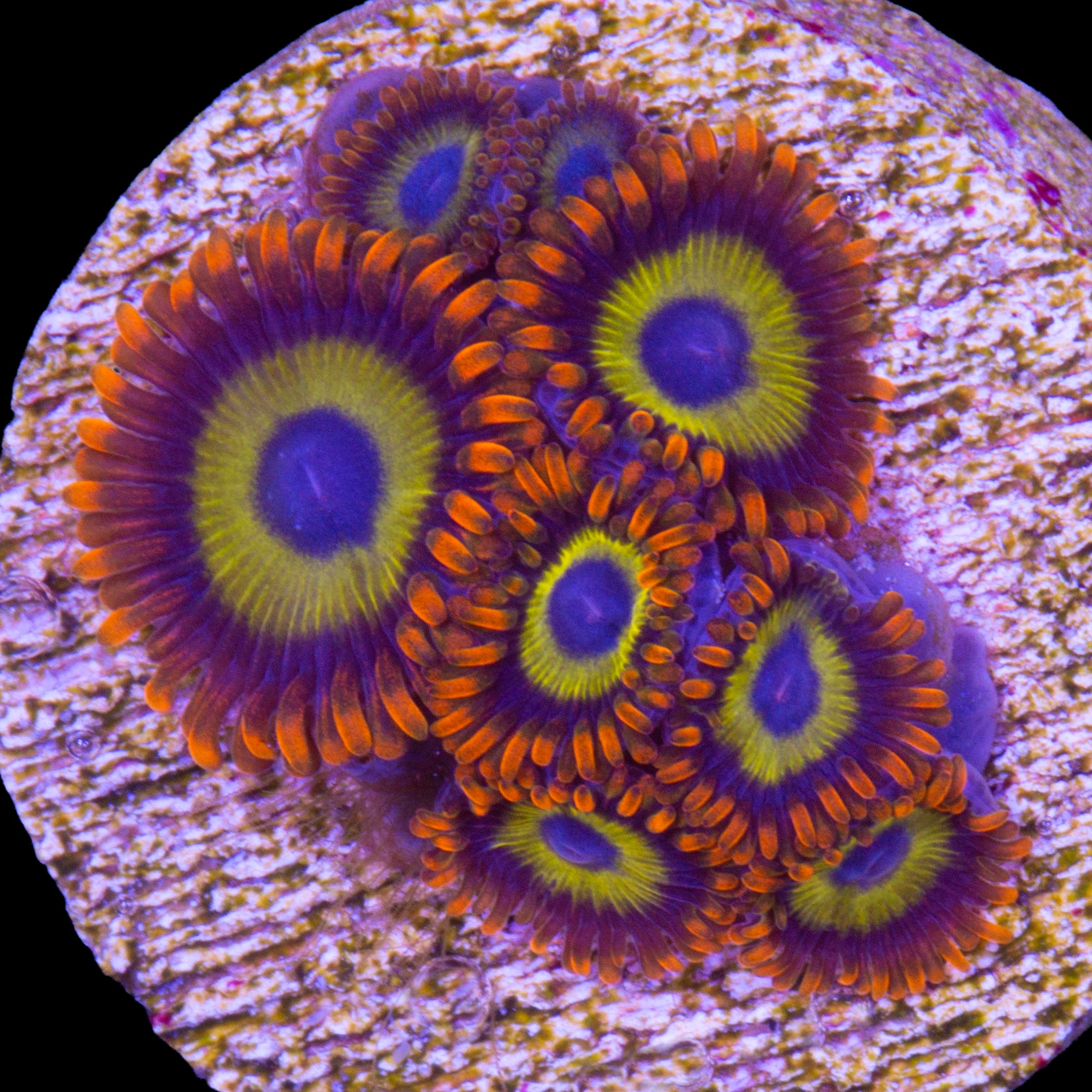 Fruit Loops Zoanthids