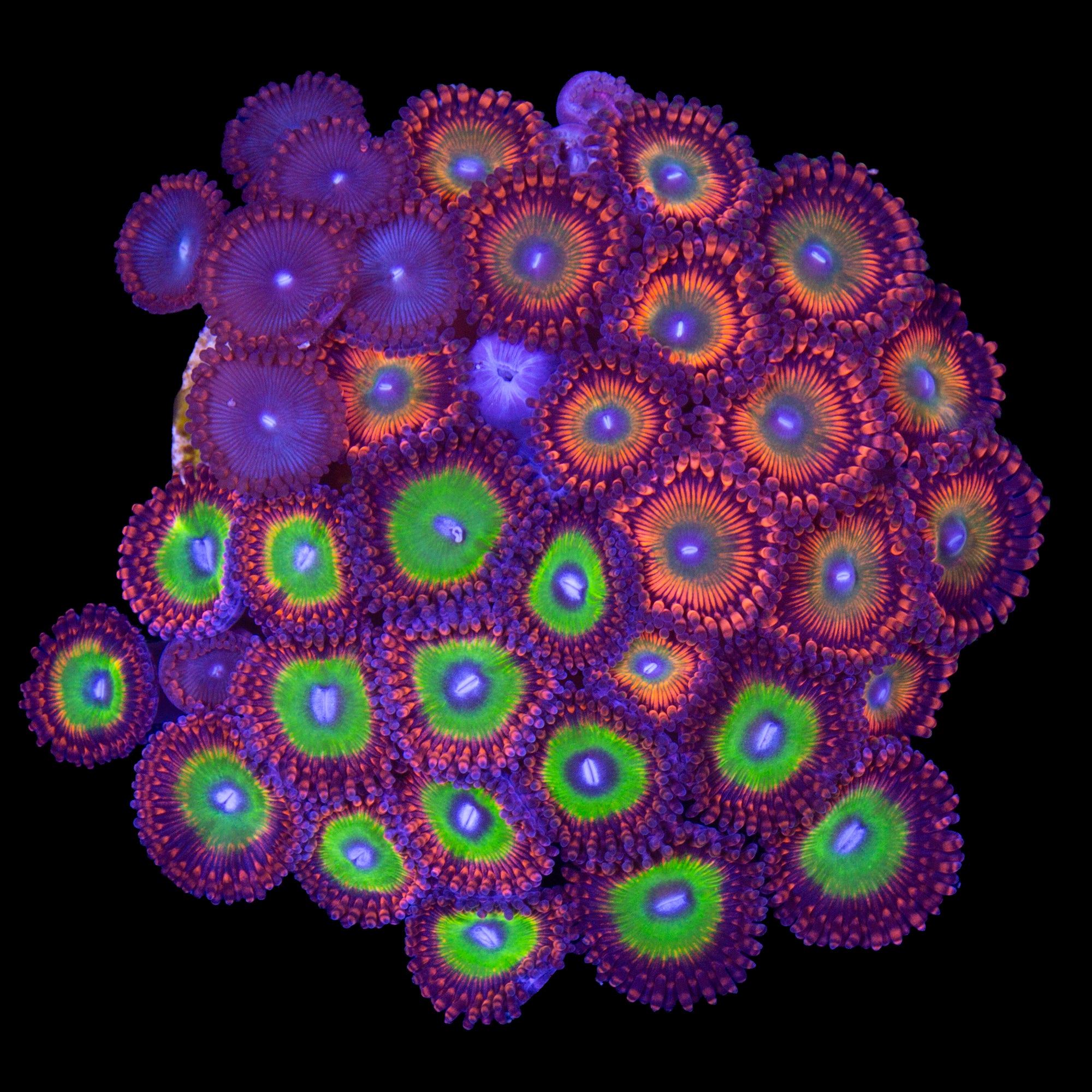 Crazy Zoanthoid Combo Colony