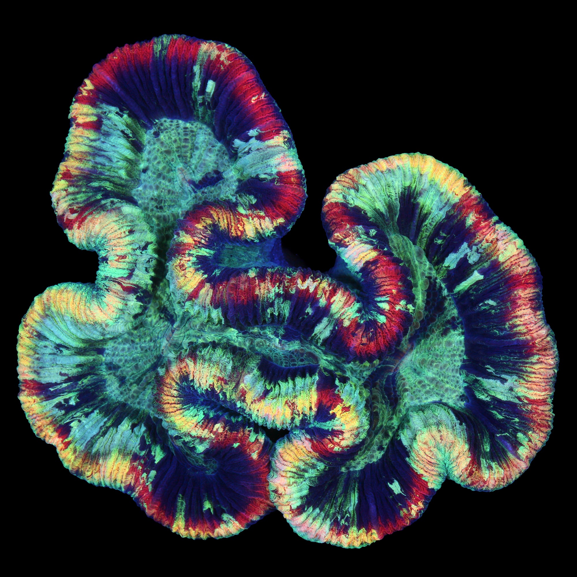Rainbow Trachyphyllia Coral