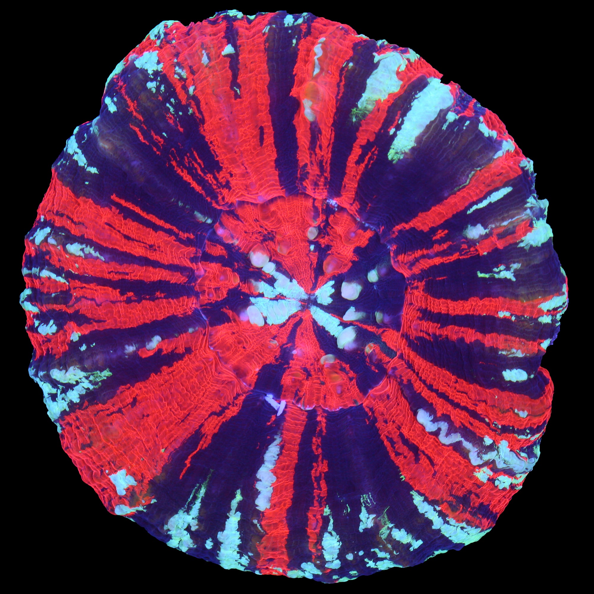 Master Class Warpaint Scolymia Coral