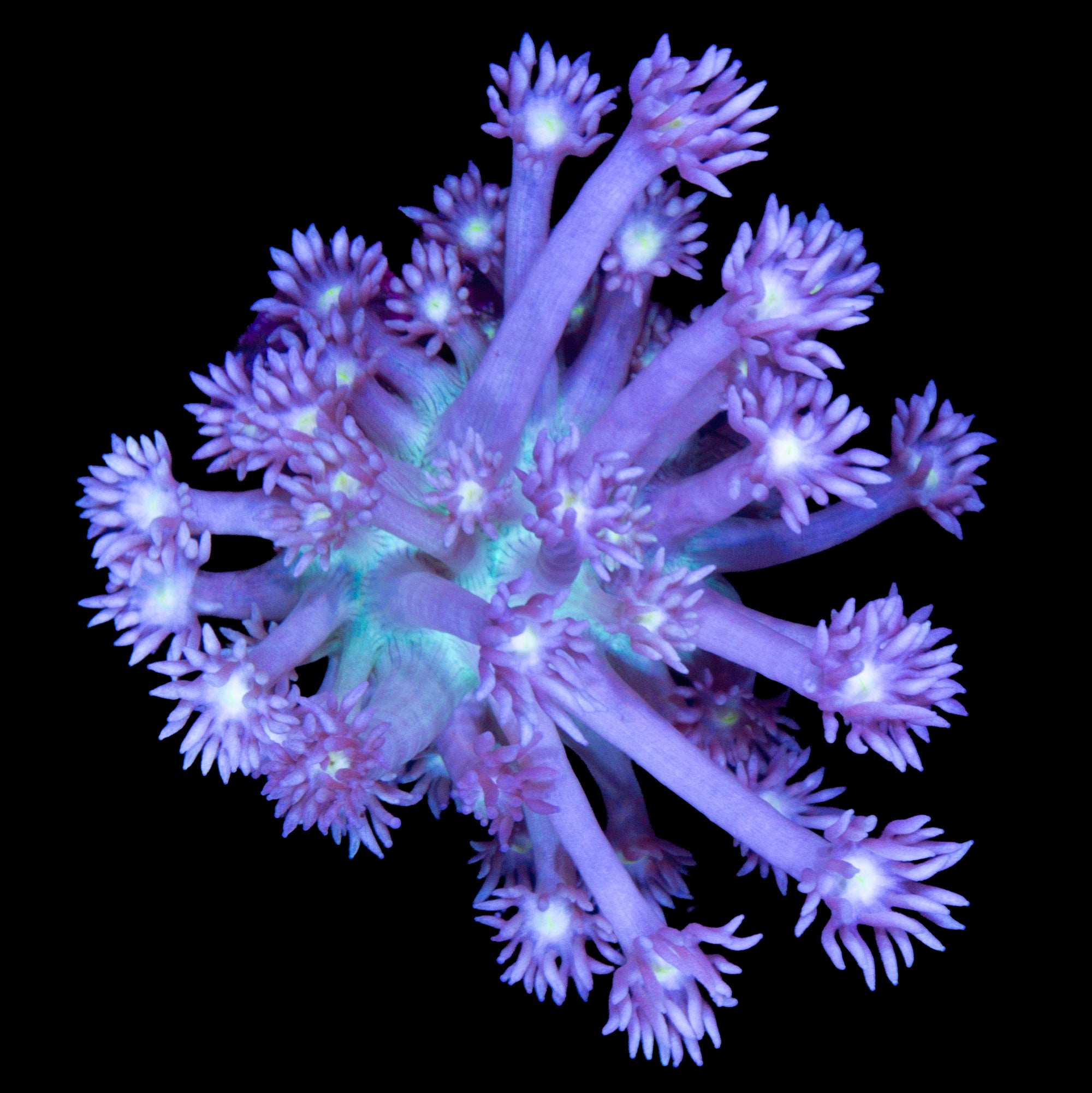 Daydream Goniopora Coral
