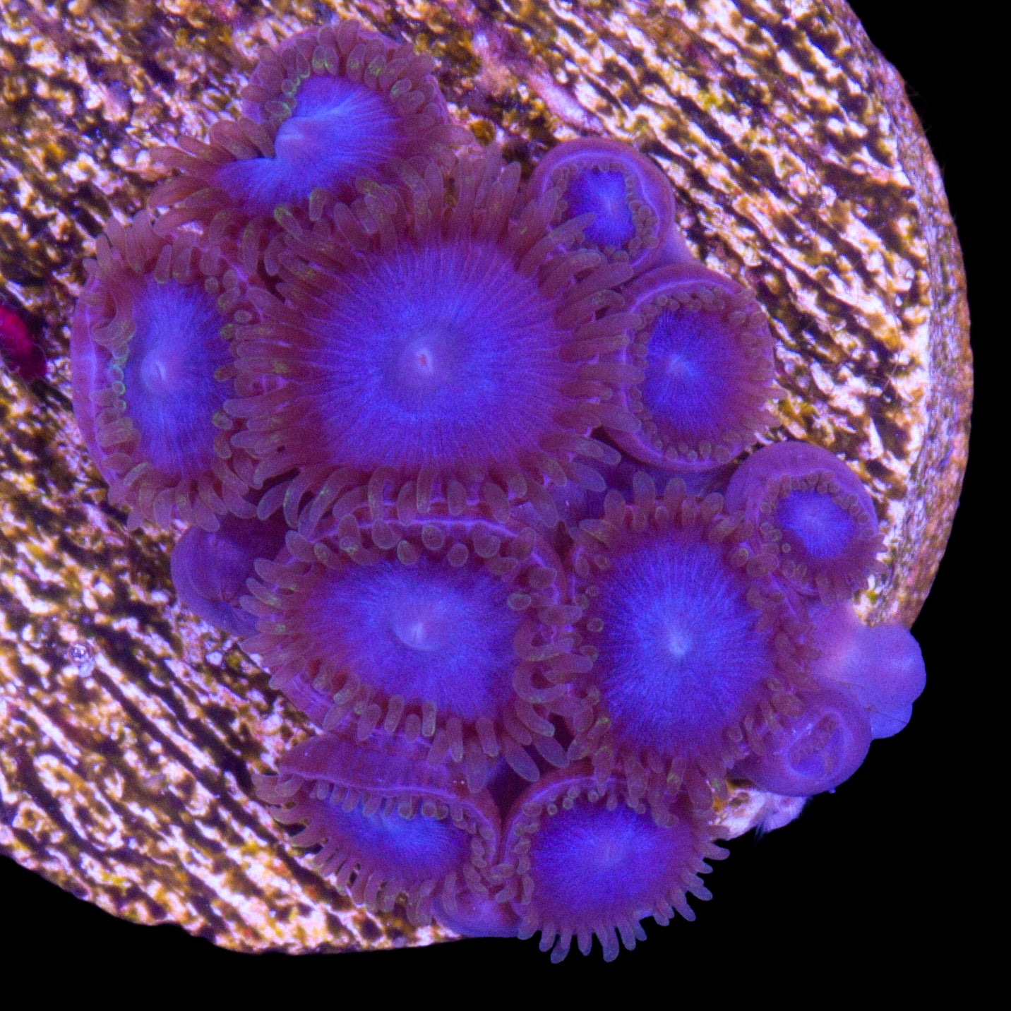 Tubbs Blue Zoanthids
