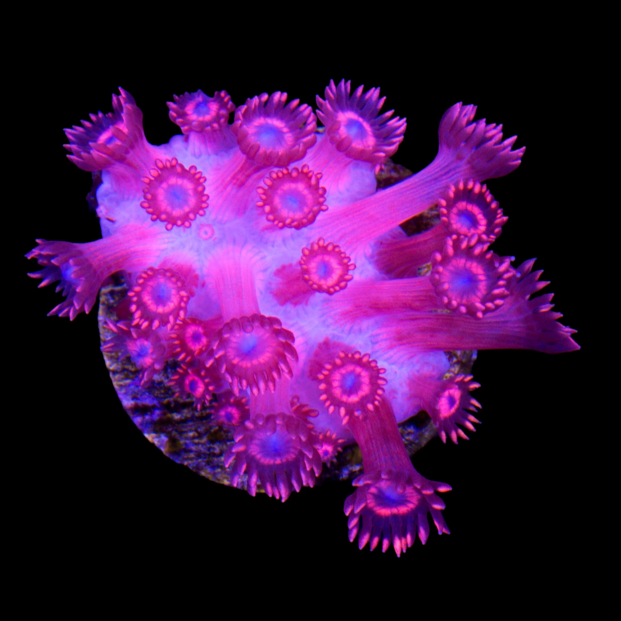 Spiderman Goniopora Coral