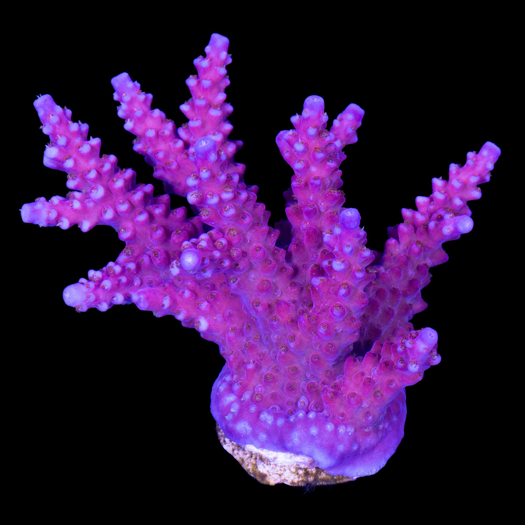 Merlin’s Wizard Acropora Coral - Lg Frag - 800 Grown