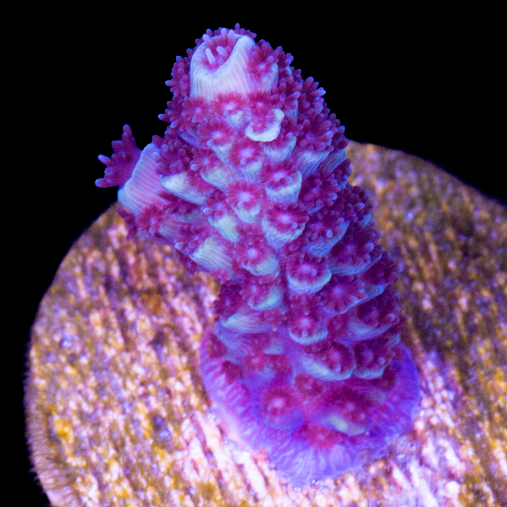 Vivid's Sapphire Blue Millepora Acropora Coral - 800 Grown