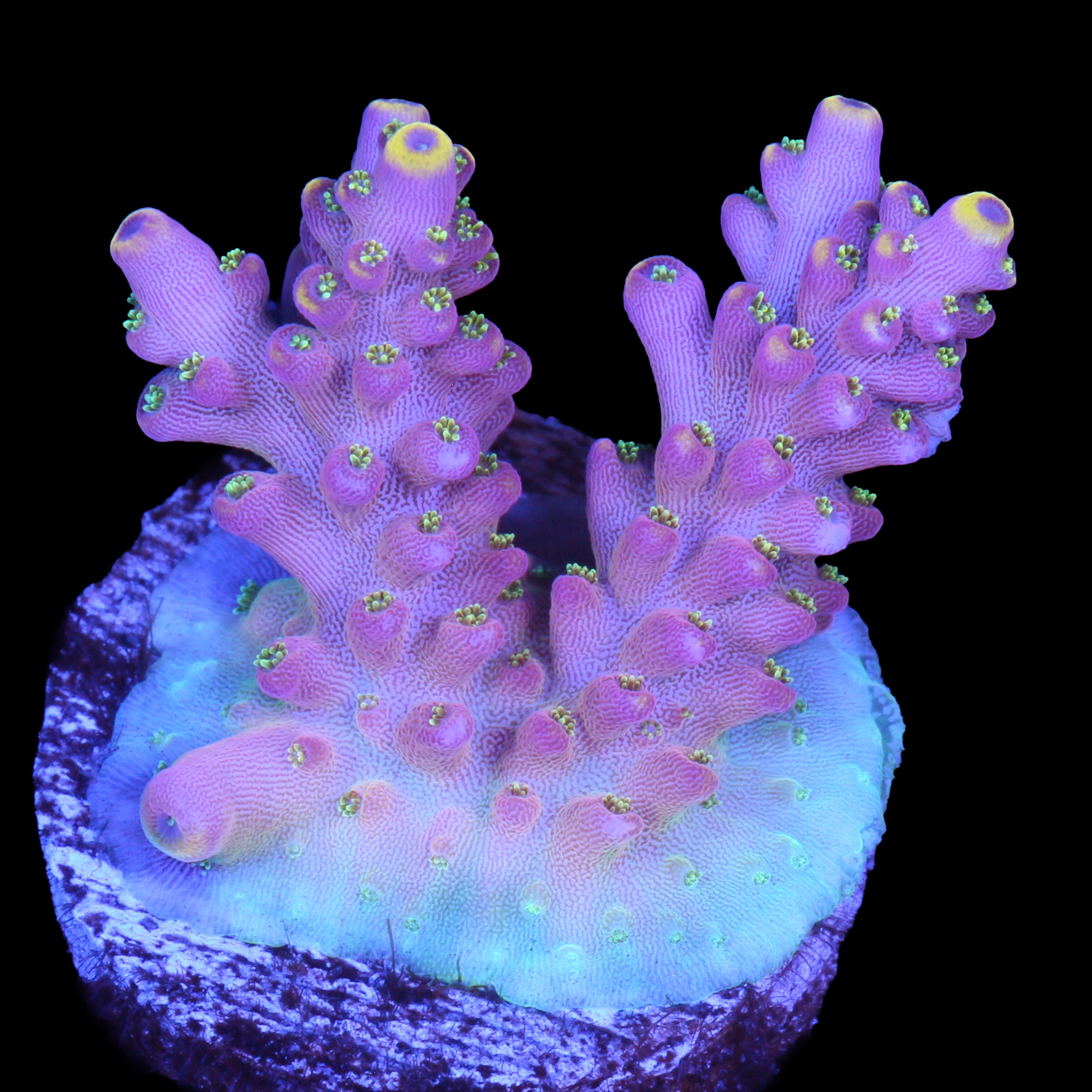Vivid's Firecracker Fusion Acropora Coral