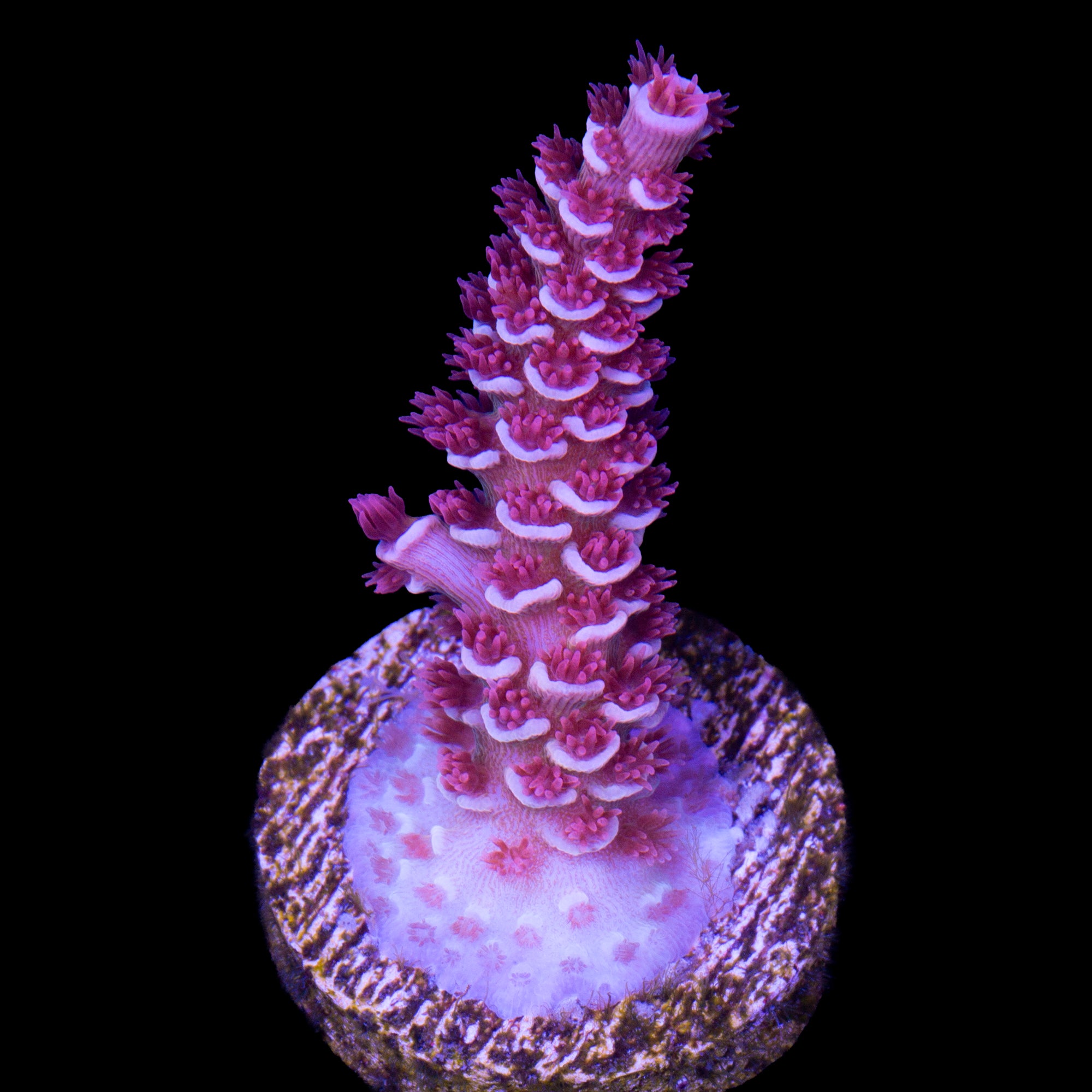 TGC Cherry Bomb Tenuis Acropora Coral - Lg Frag