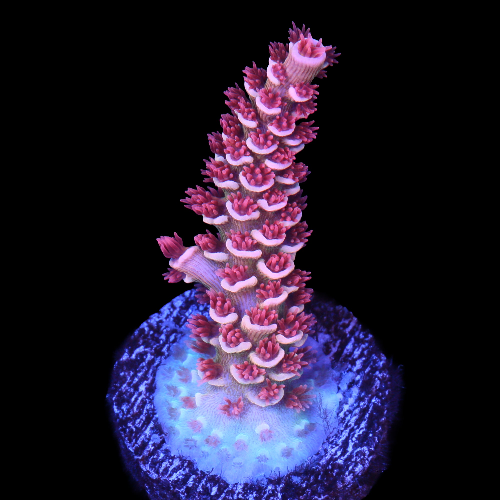 TGC Cherry Bomb Tenuis Acropora Coral - Lg Frag
