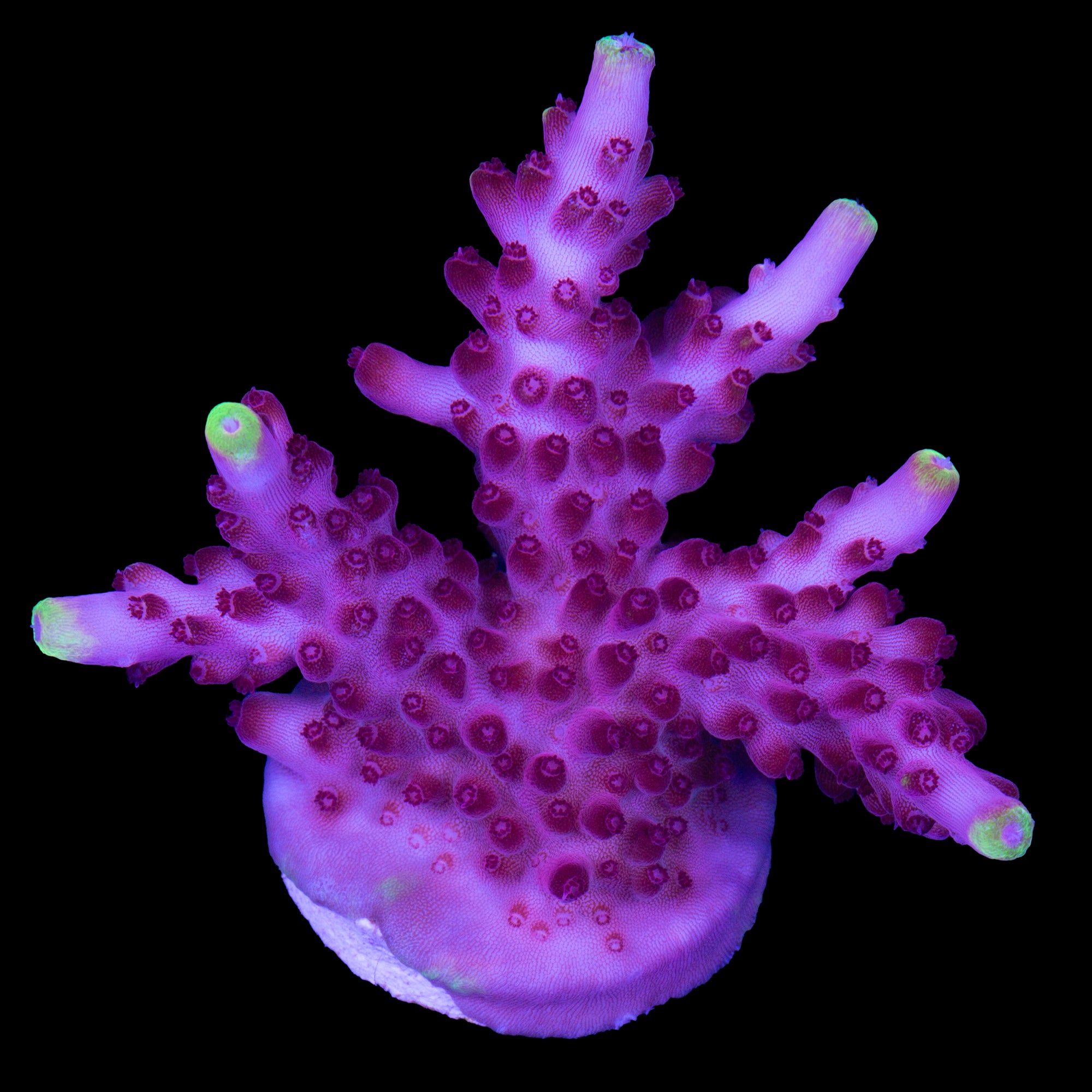 Fox Flame Acropora Coral - Lg Frag  800 Grown