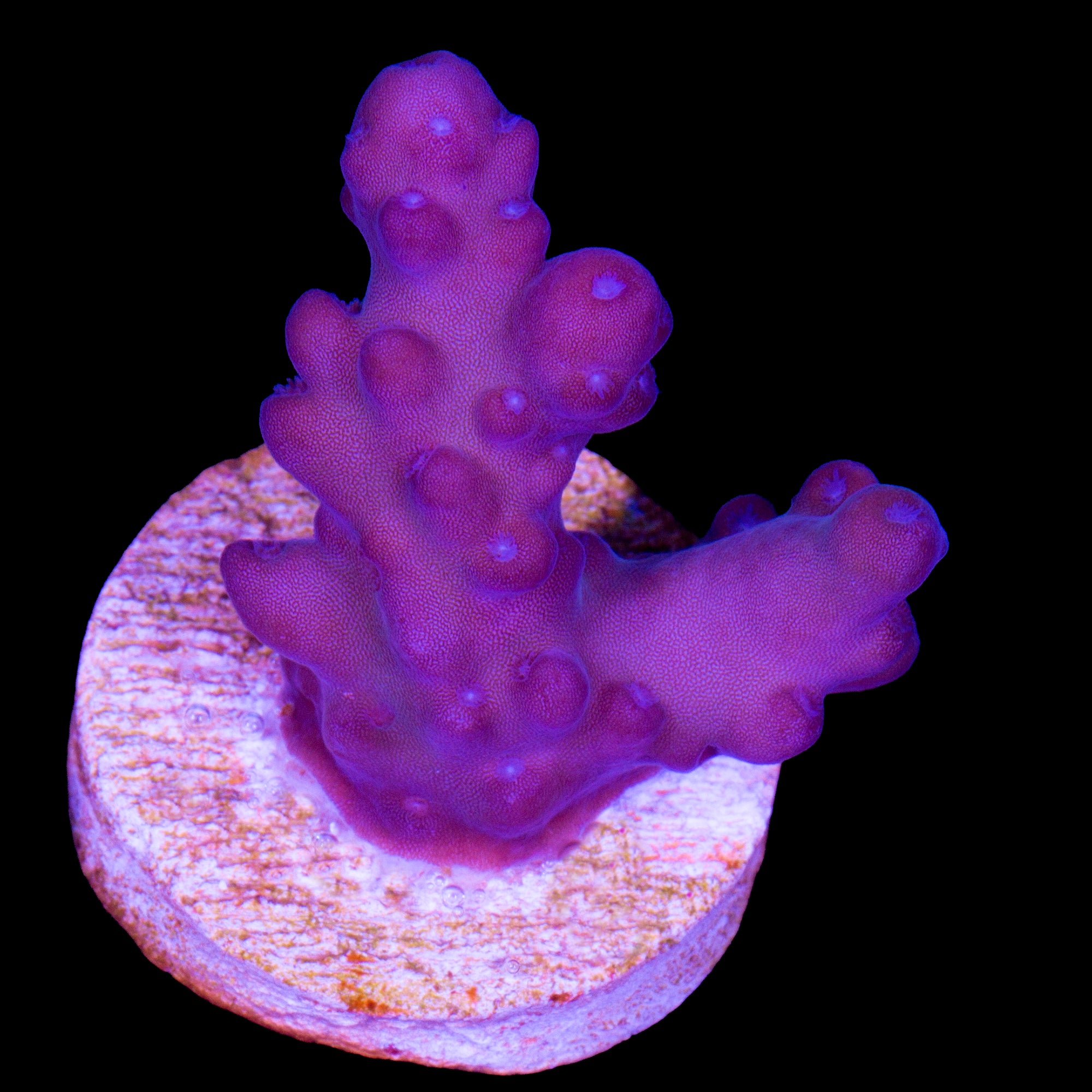 Solomon Islands Purple Monster Acropora Coral (imported 2024)