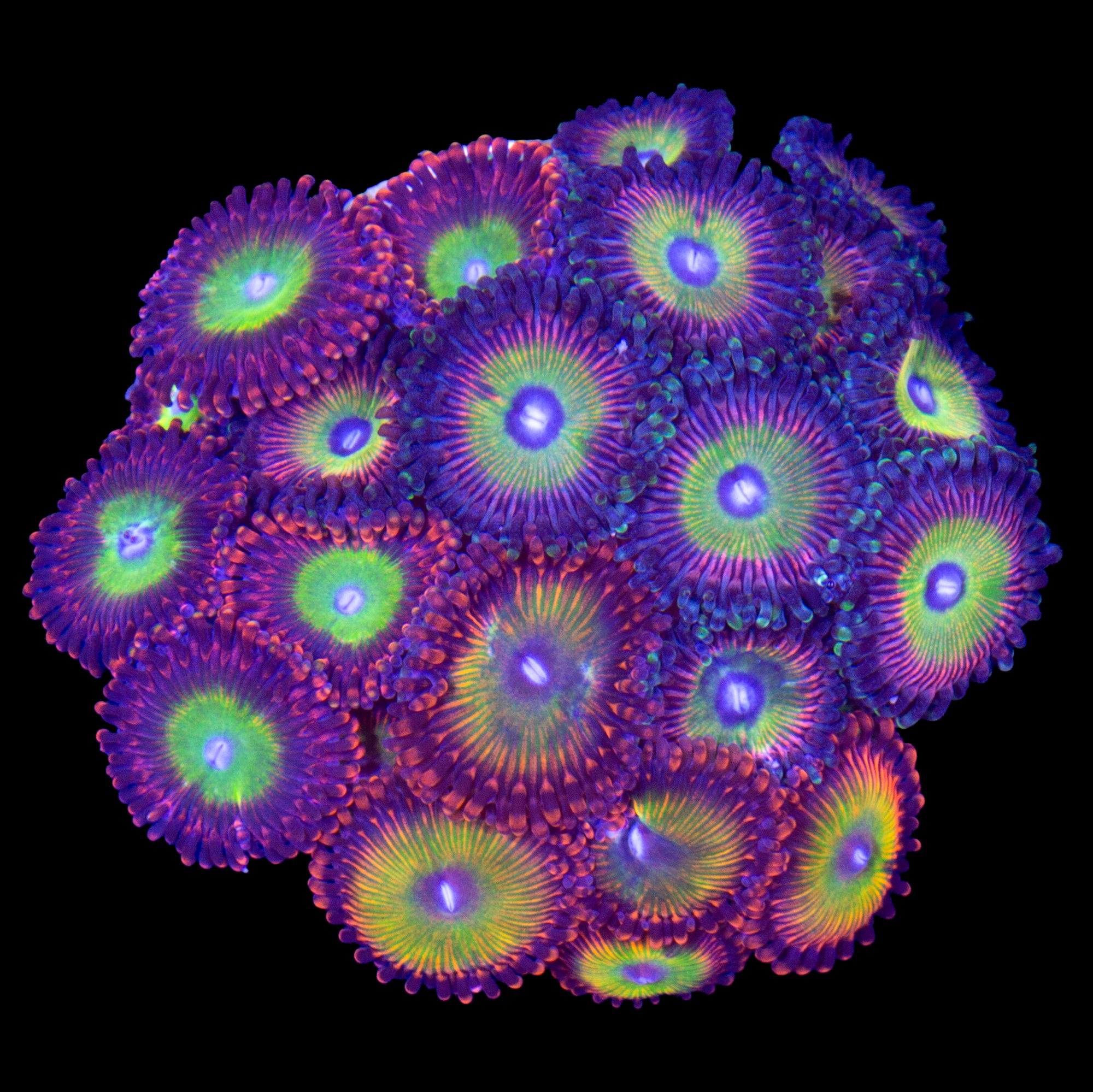 Crazy Zoanthoid Combo Colony