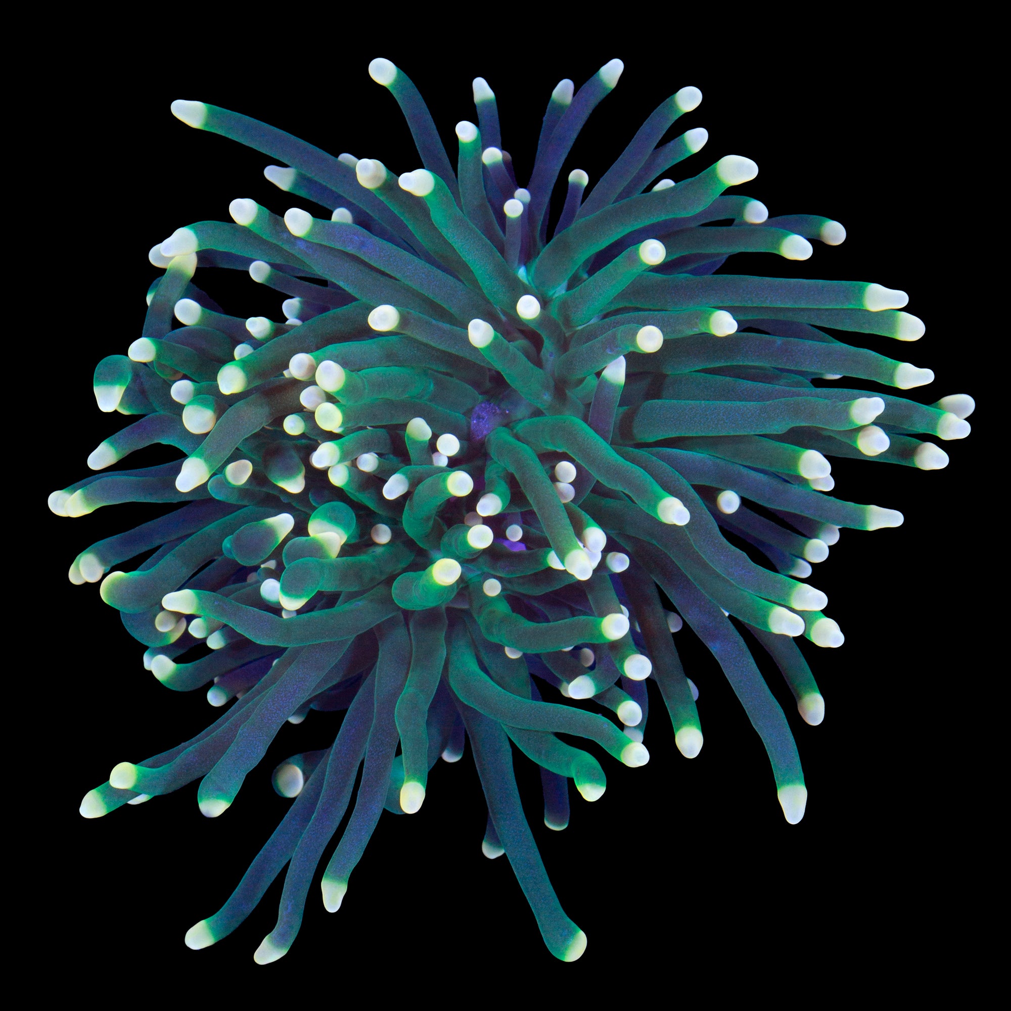 Yellow Tip Torch Coral