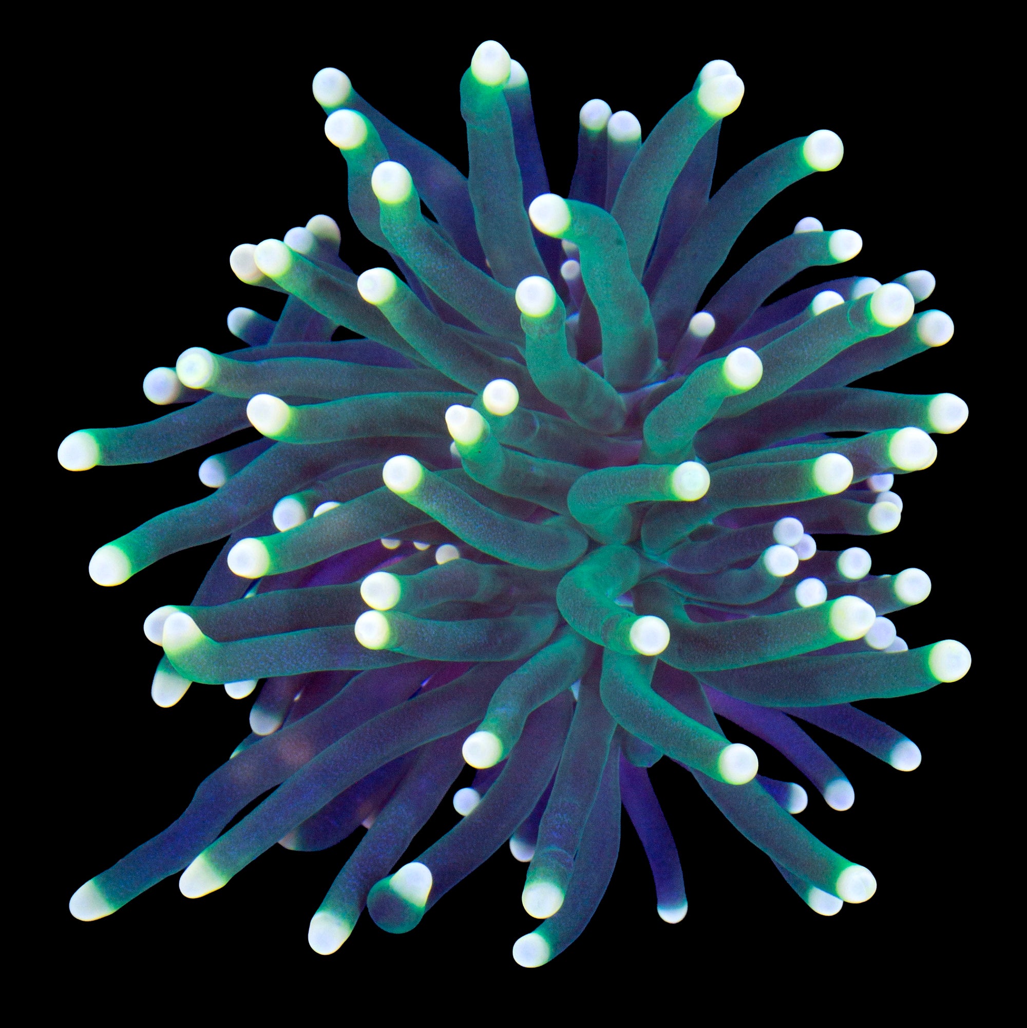 Yellow Tip Torch Coral