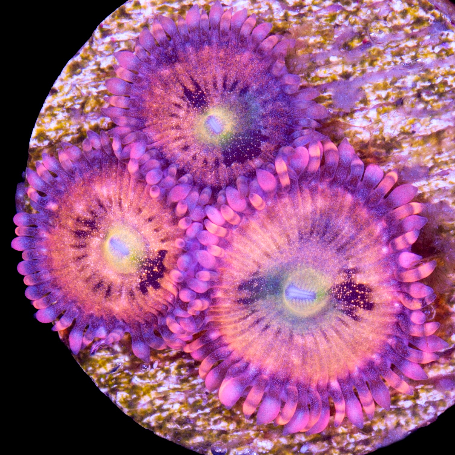 Halle Berry Zoanthids