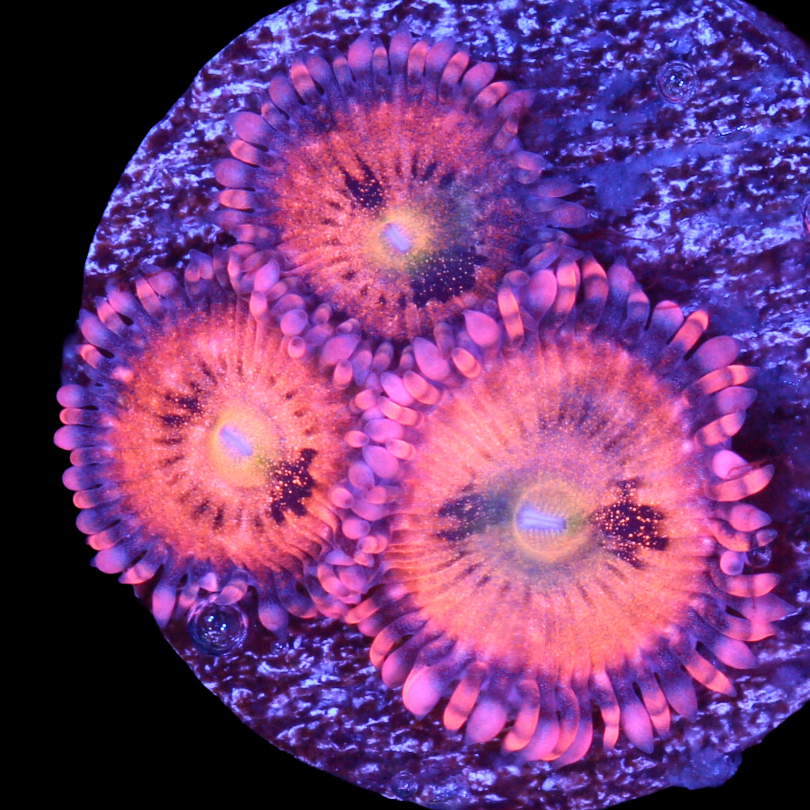 Halle Berry Zoanthids