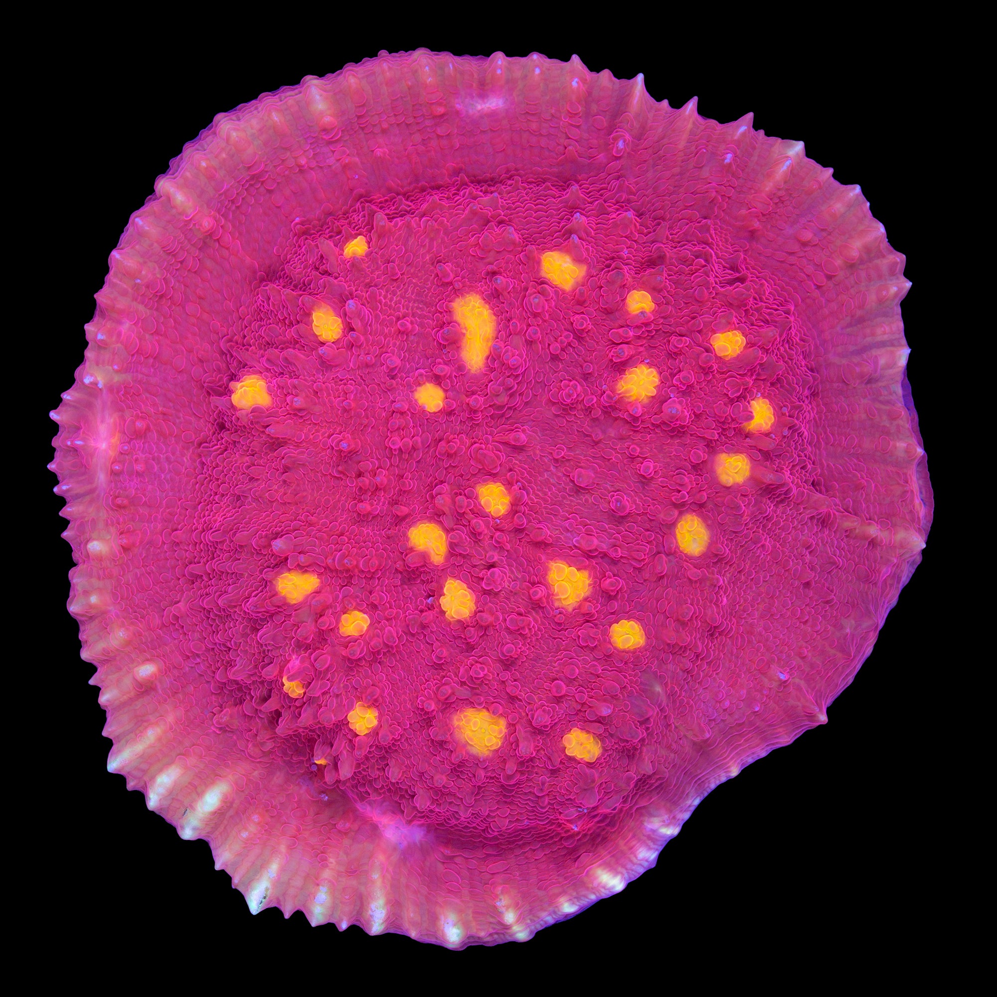 Golden Eye Echinophyllia Coral - Lg Frag
