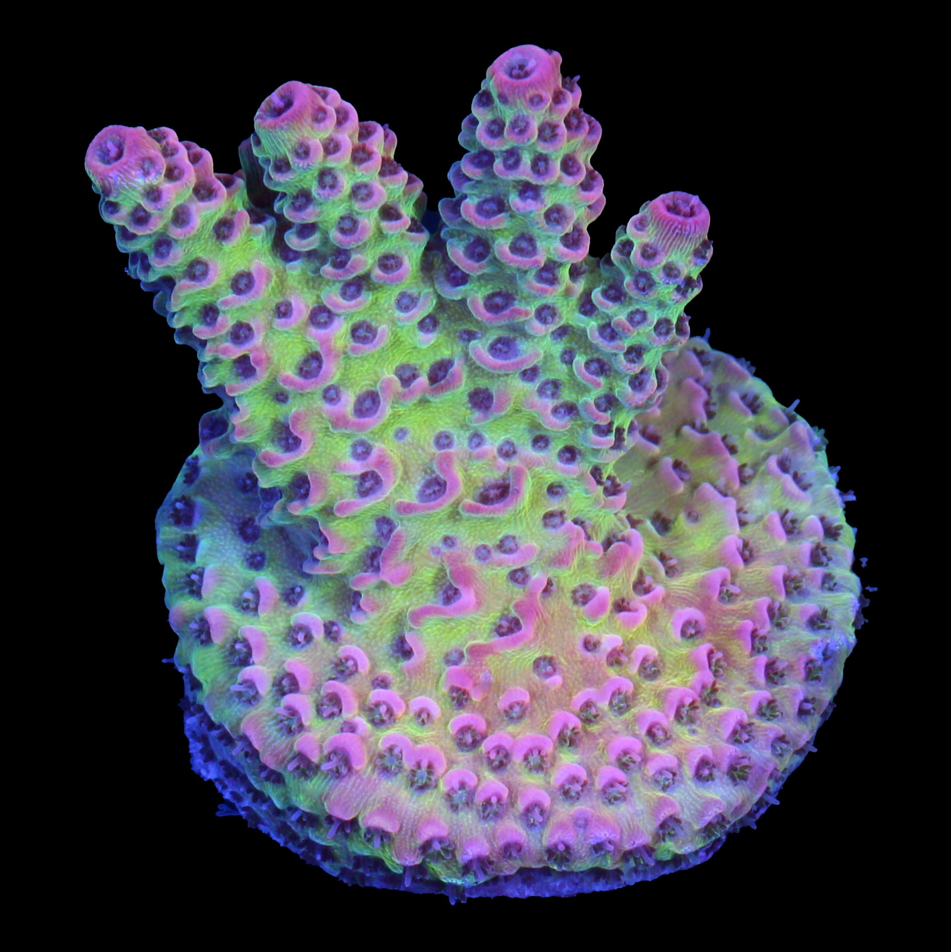 Festivus Acropora Coral