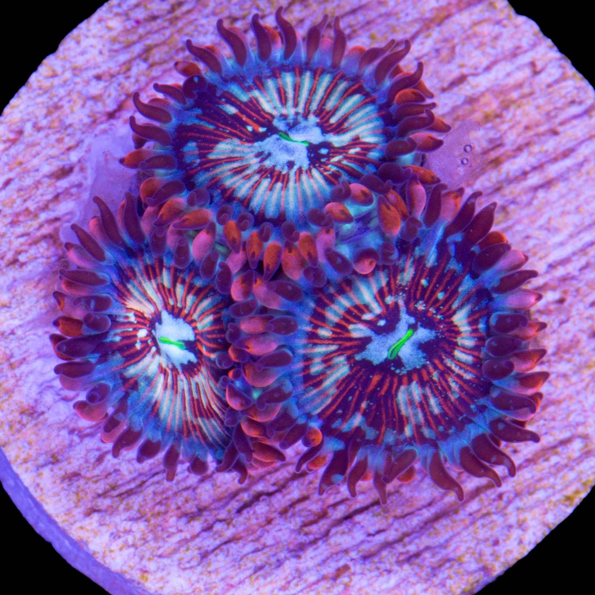Vivid's White Zombie Zoanthid Coral