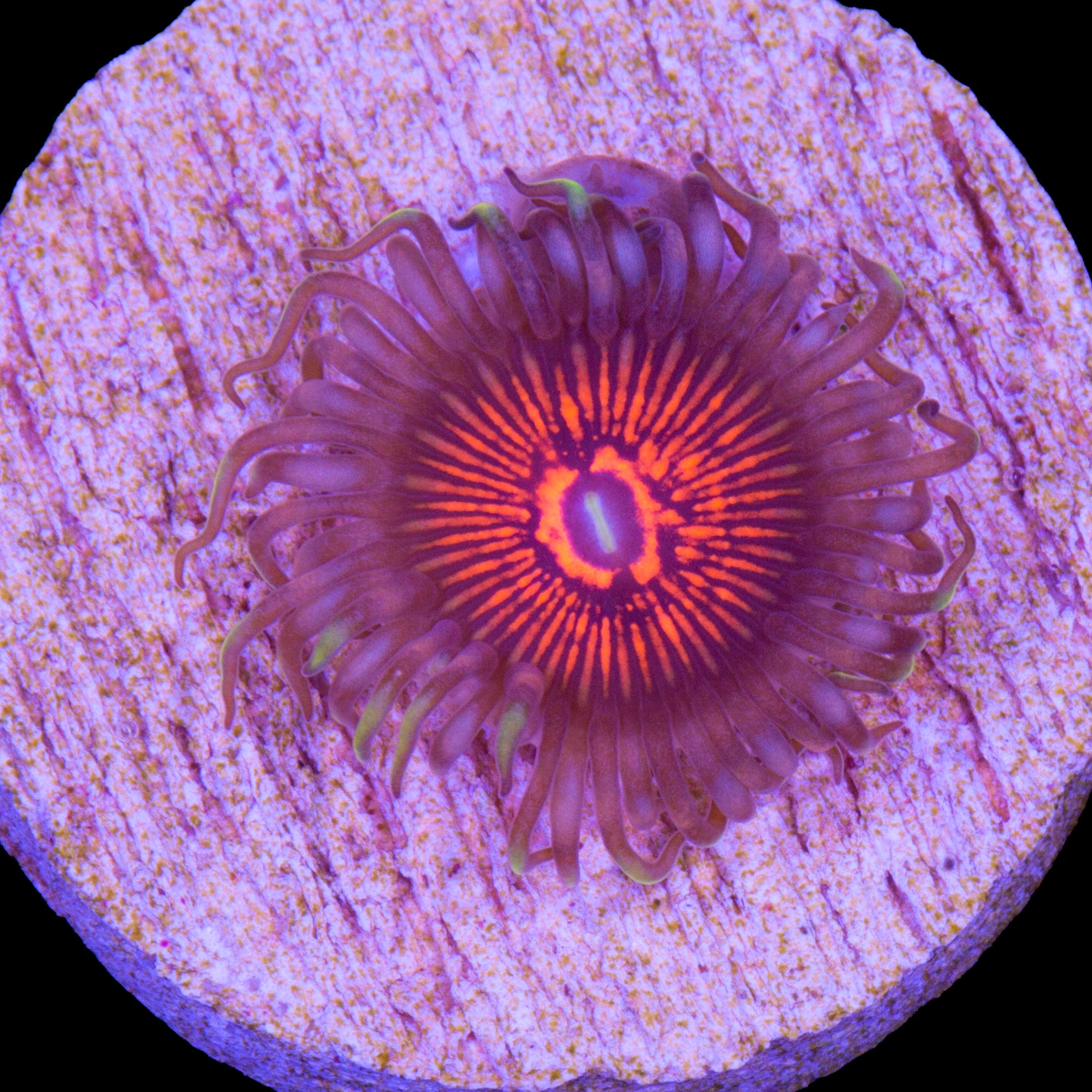 Vivid's Bad Hair Day Zoanthid Coral