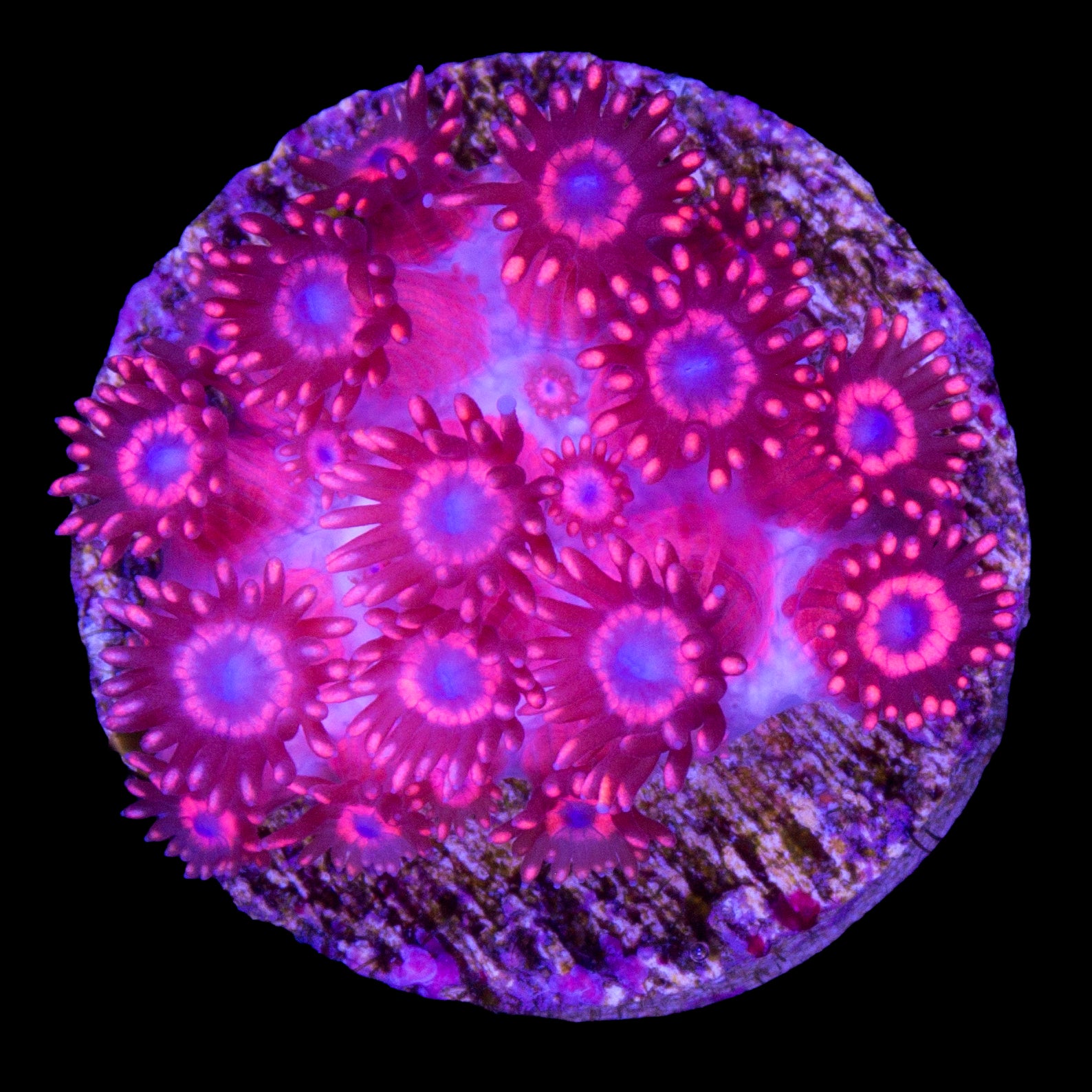 Spiderman Goniopora Coral
