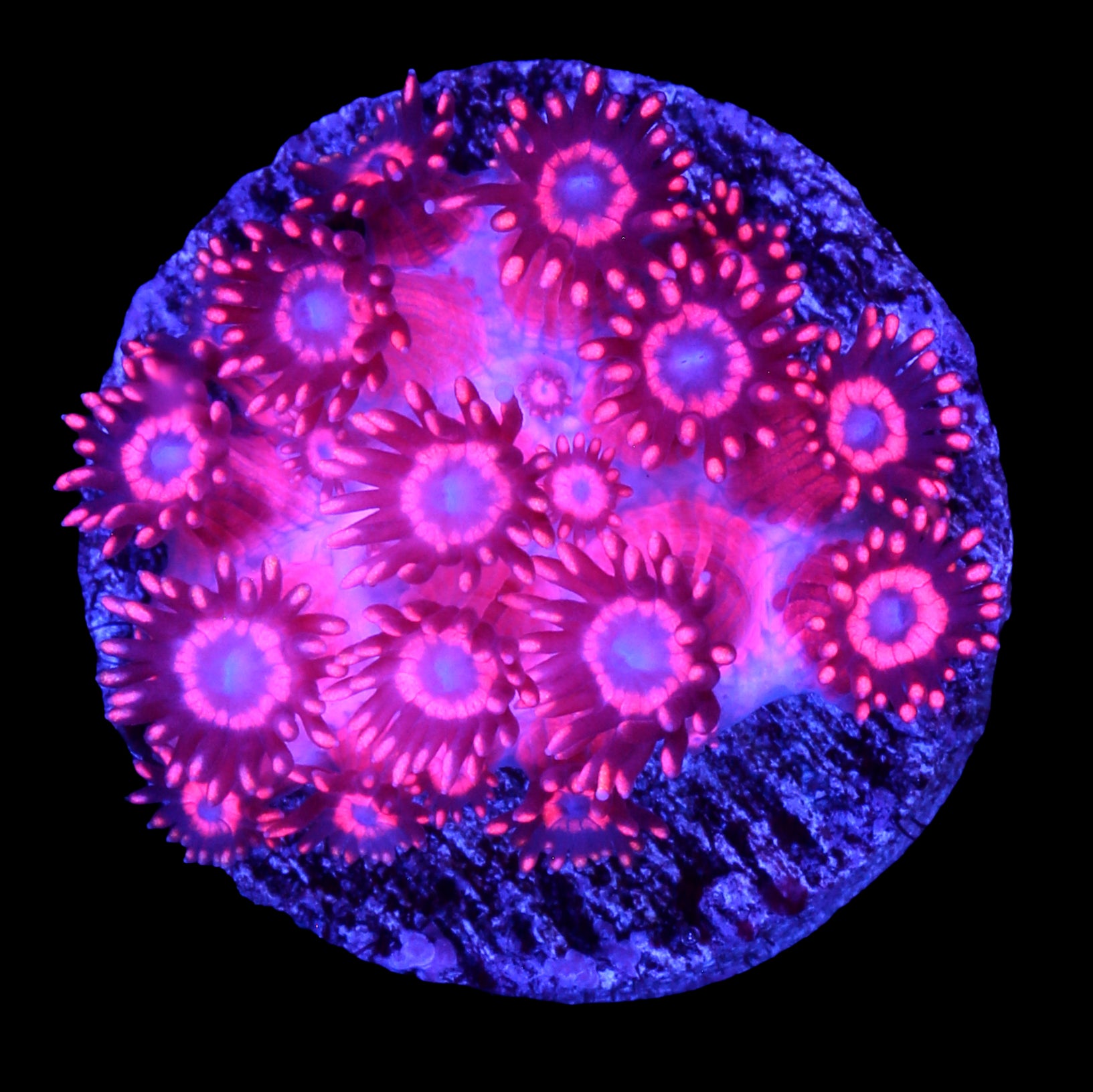 Spiderman Goniopora Coral