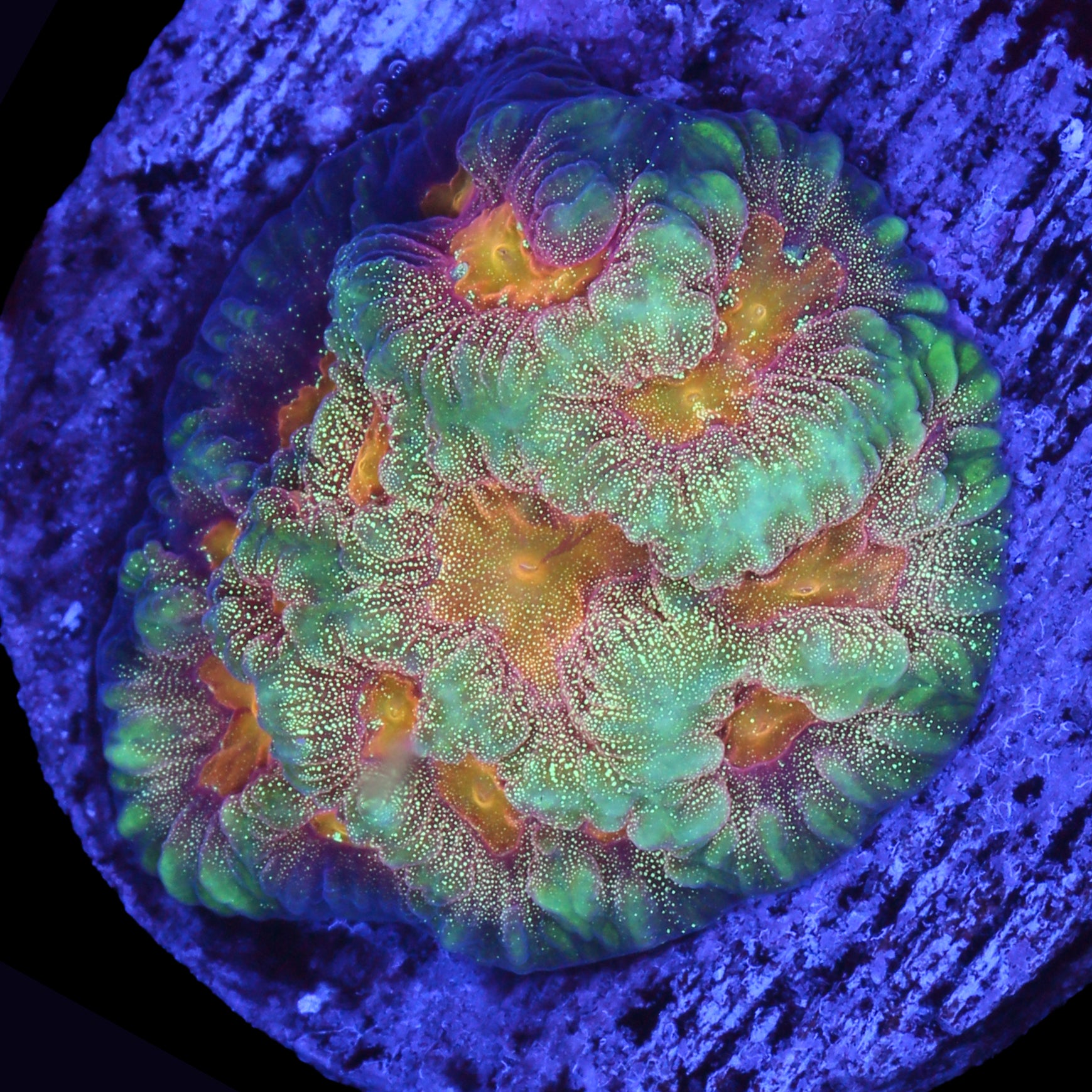 Baby's Breath Favia Coral