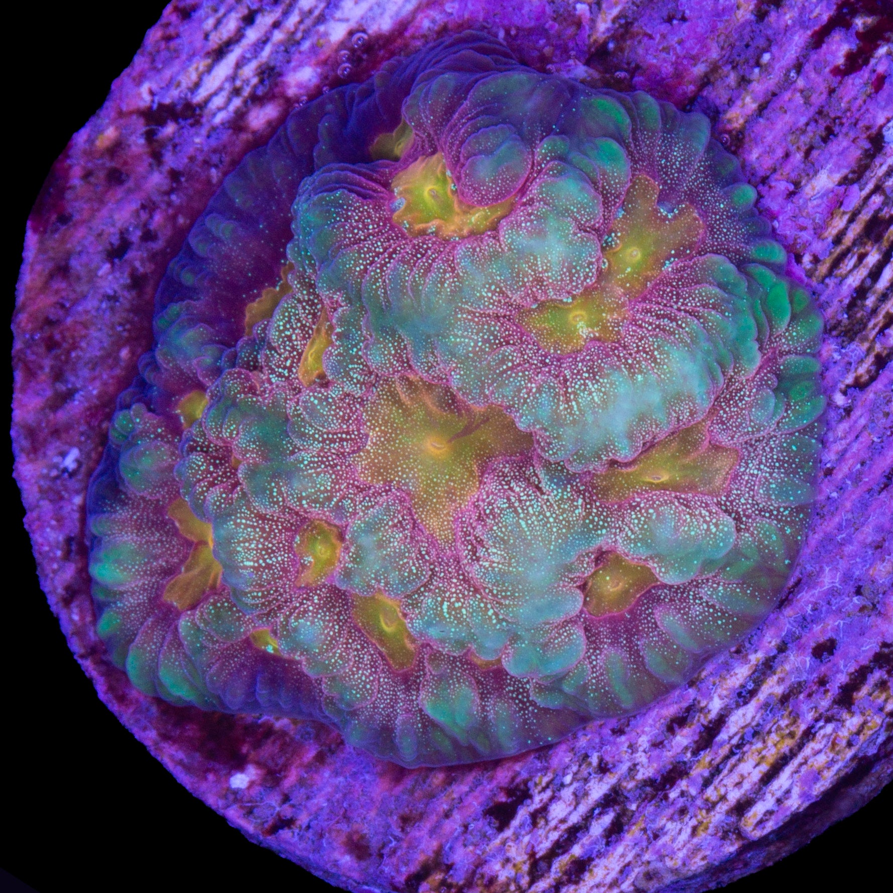 Baby's Breath Favia Coral