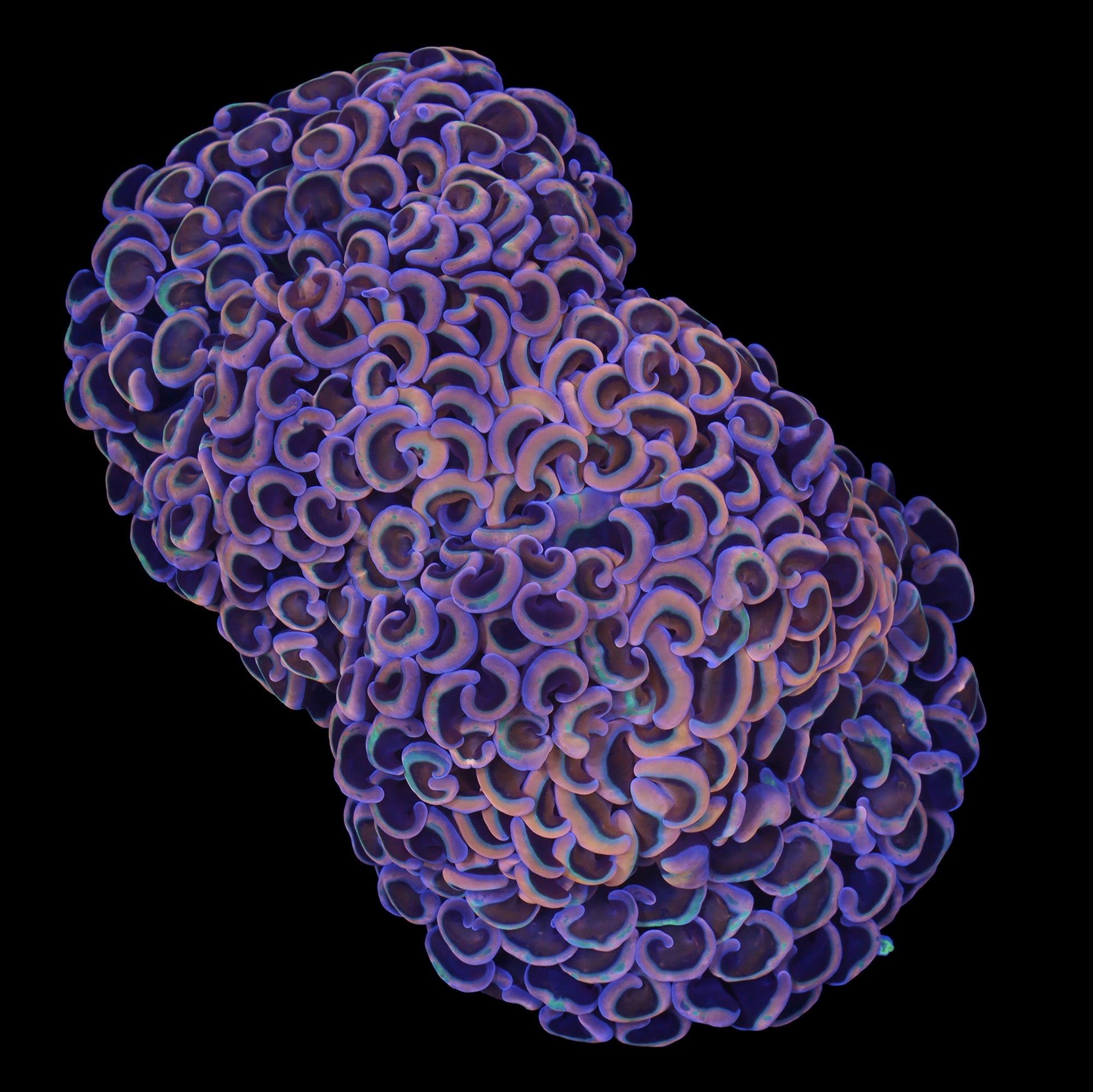 Rainbow Wall Hammer Coral