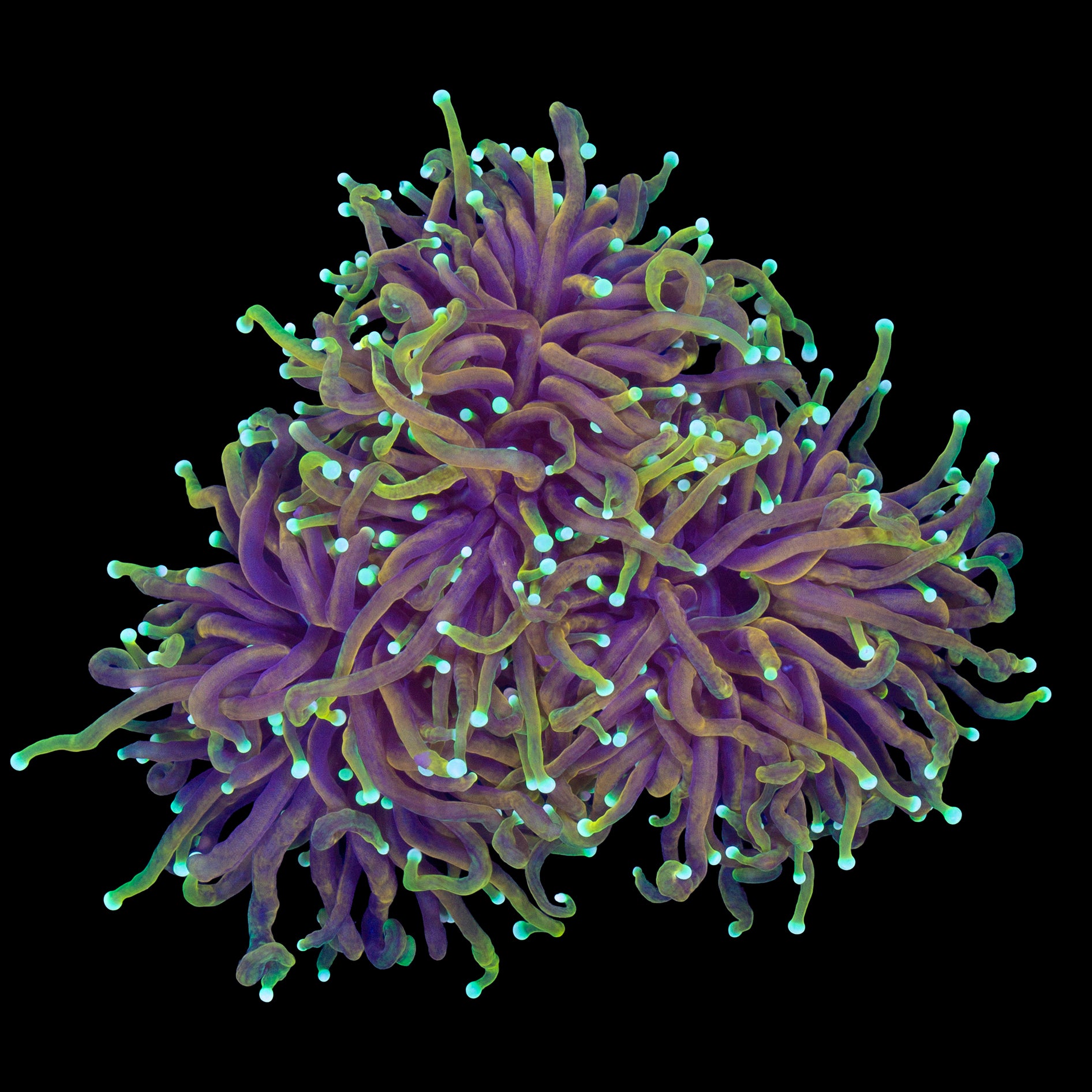 Dragon Soul Torch Coral Colony