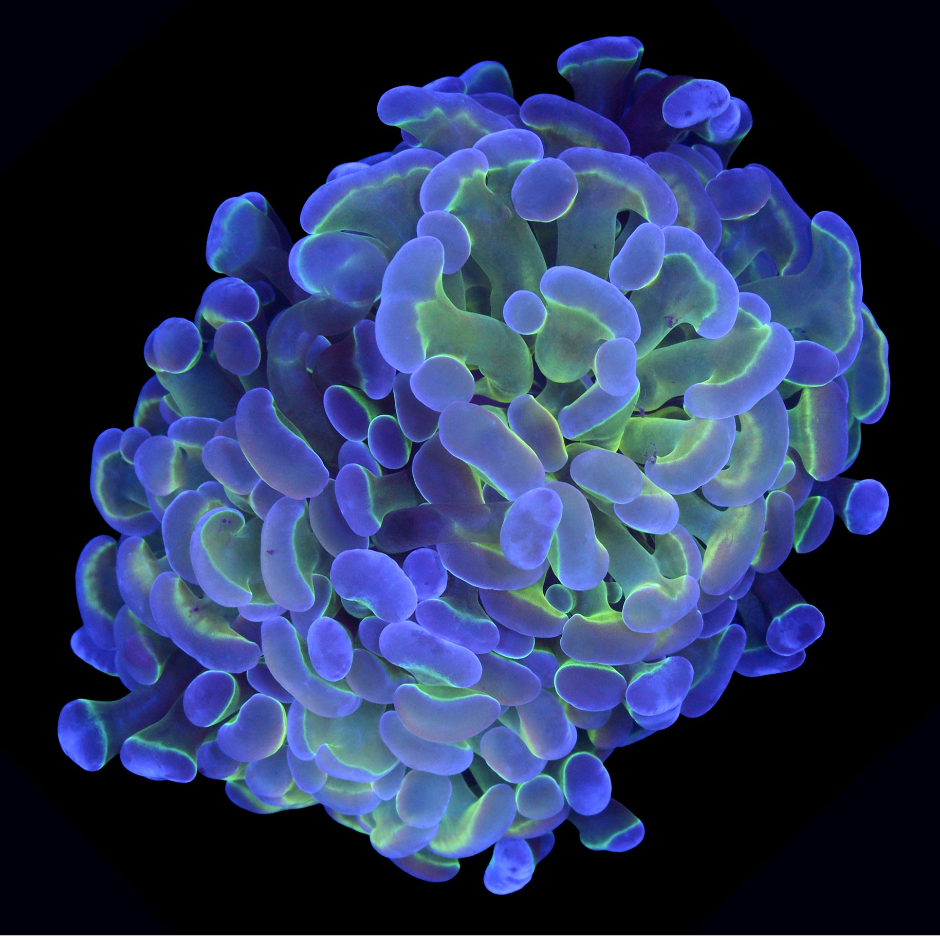 Hologram Branching Hammer Coral