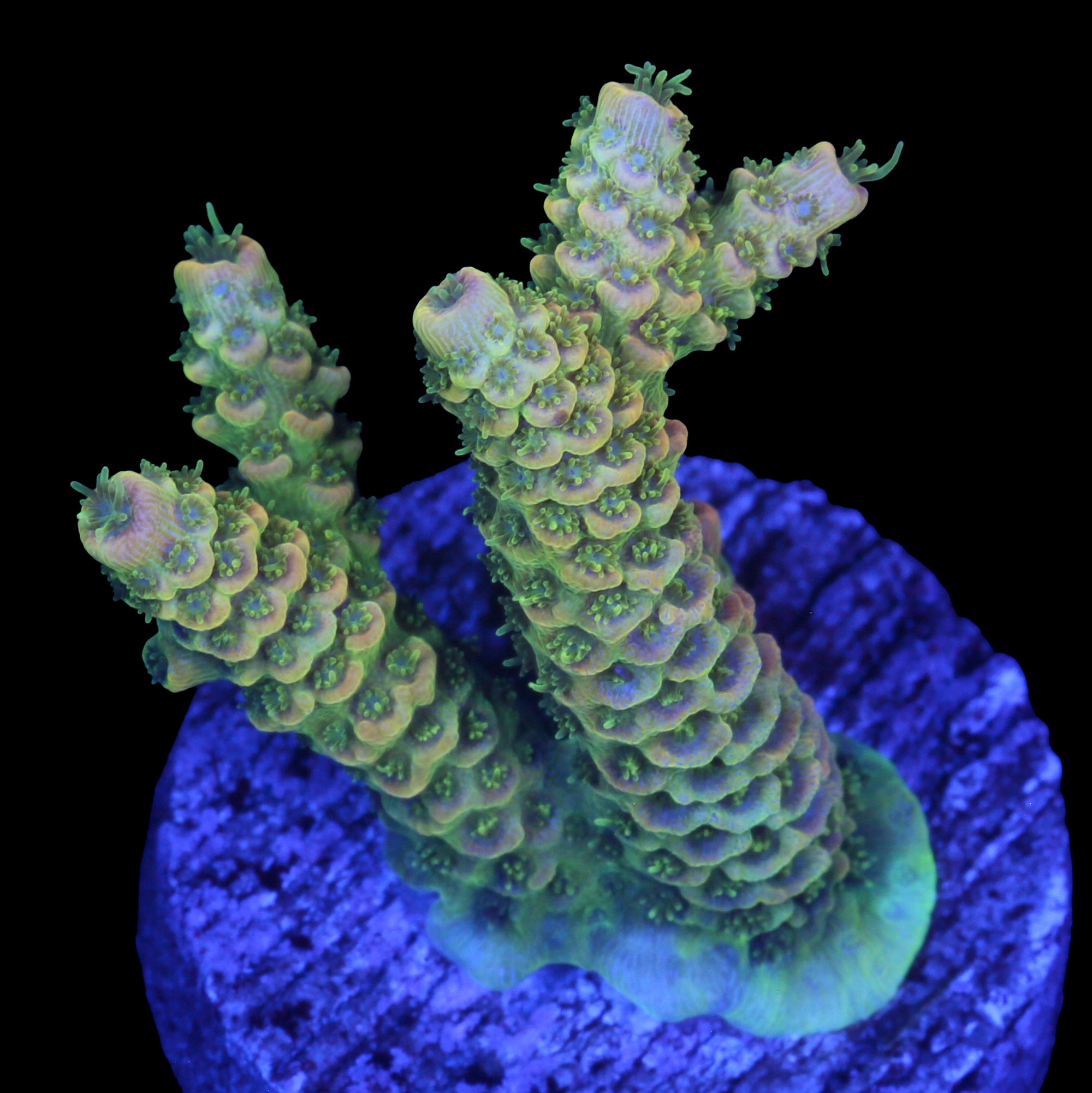 Sunshine Millepora Acropora Coral
