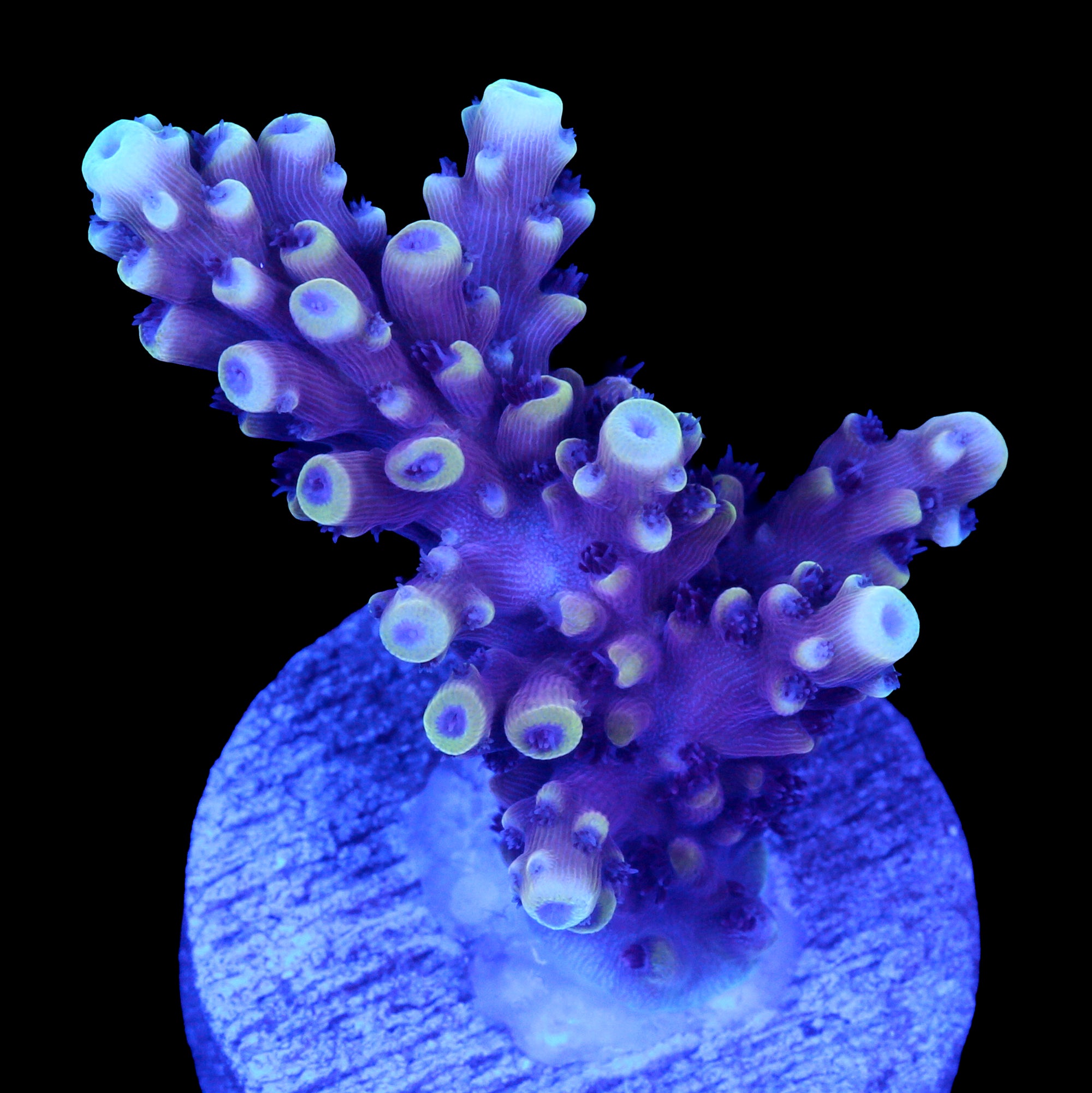 Pink Cadillac Acropora Coral