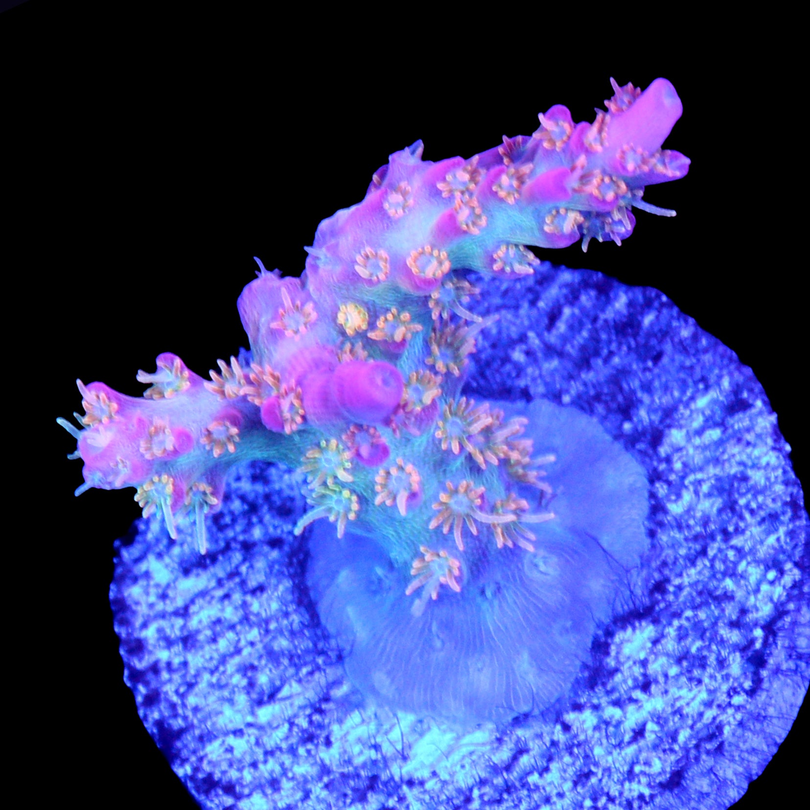 Vivid's Confetti Acropora Coral
