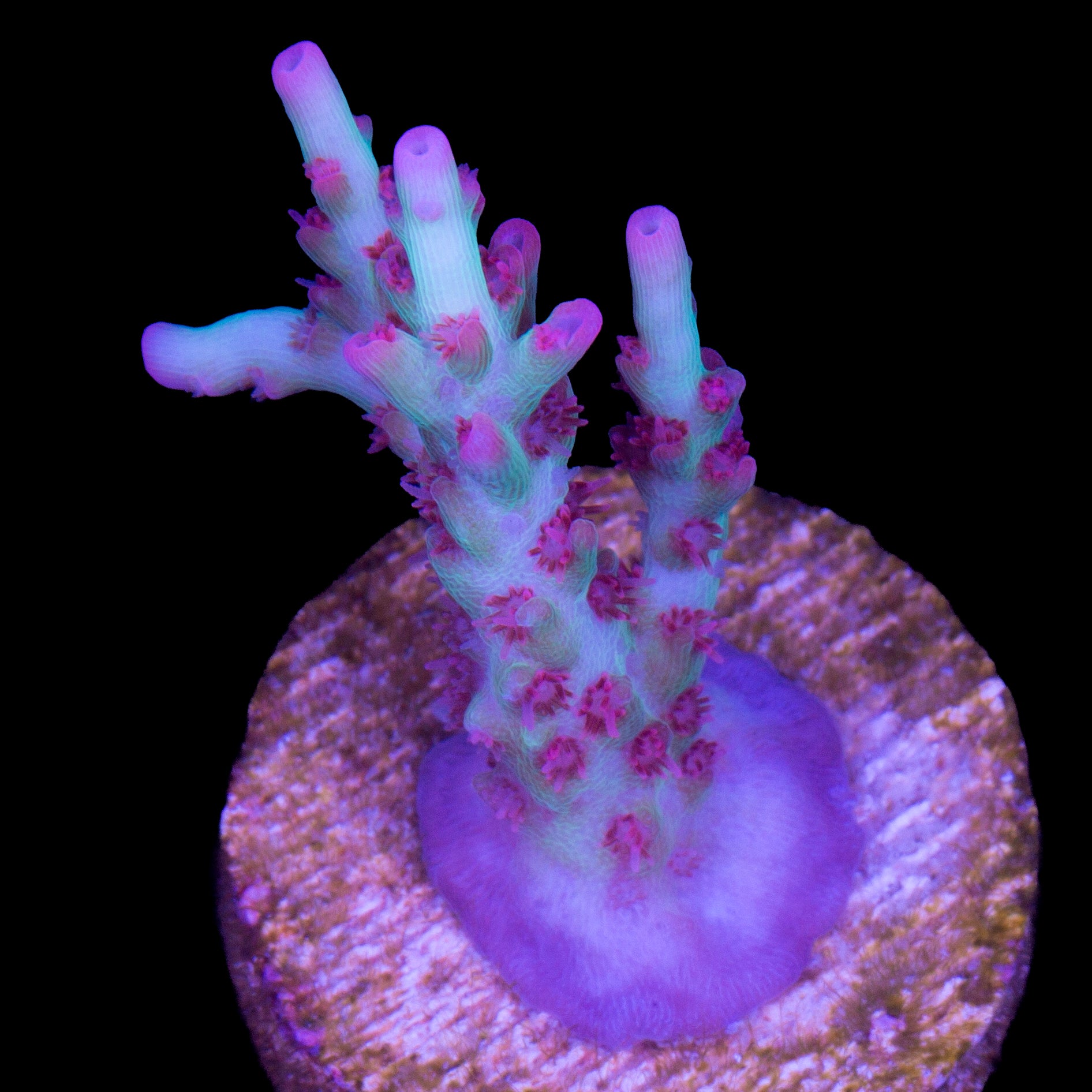 Strawberry Shortcake Acropora Coral