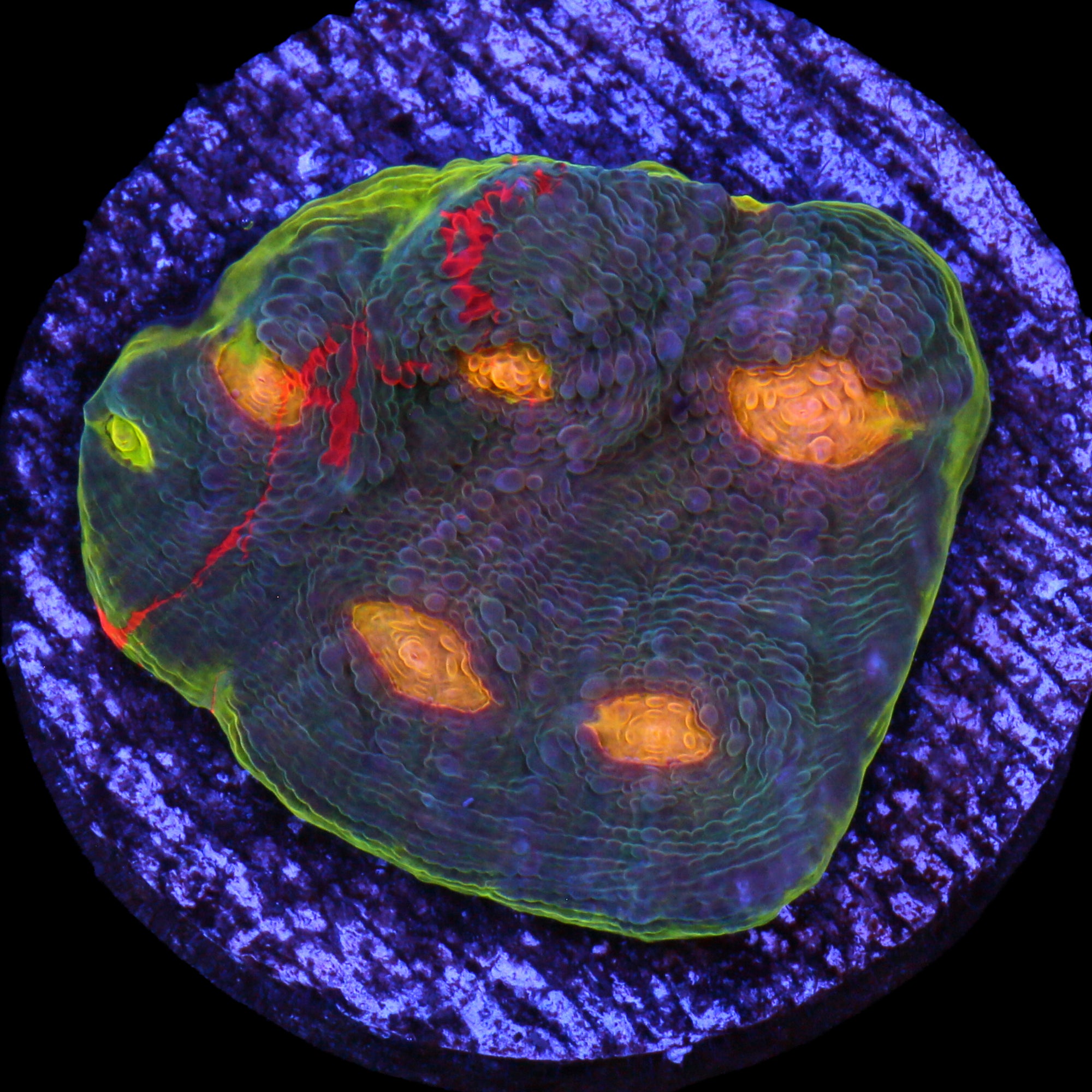 Red Streak Echinophyllia Coral