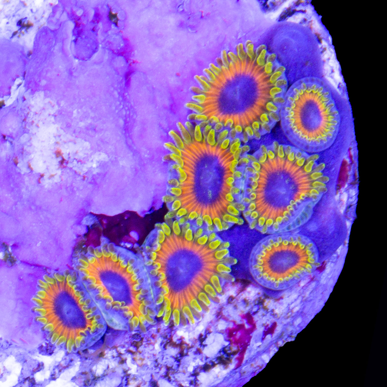 Great Owl Zoanthids