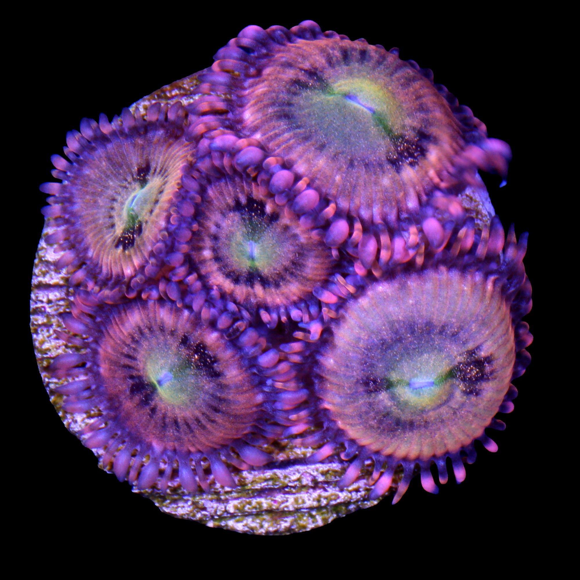 Halle Berry Zoanthids