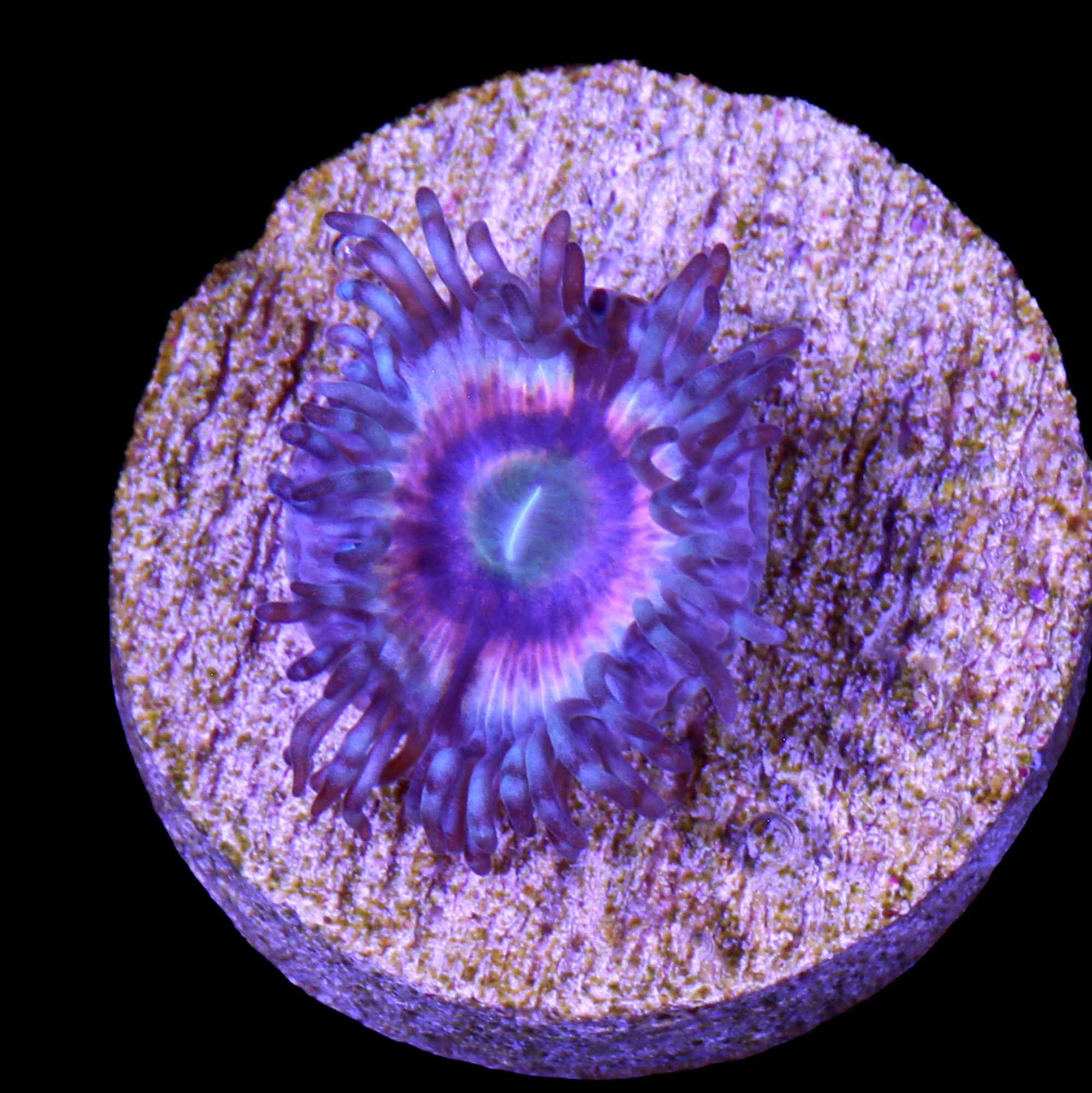 Hawkmoon Zoanthid