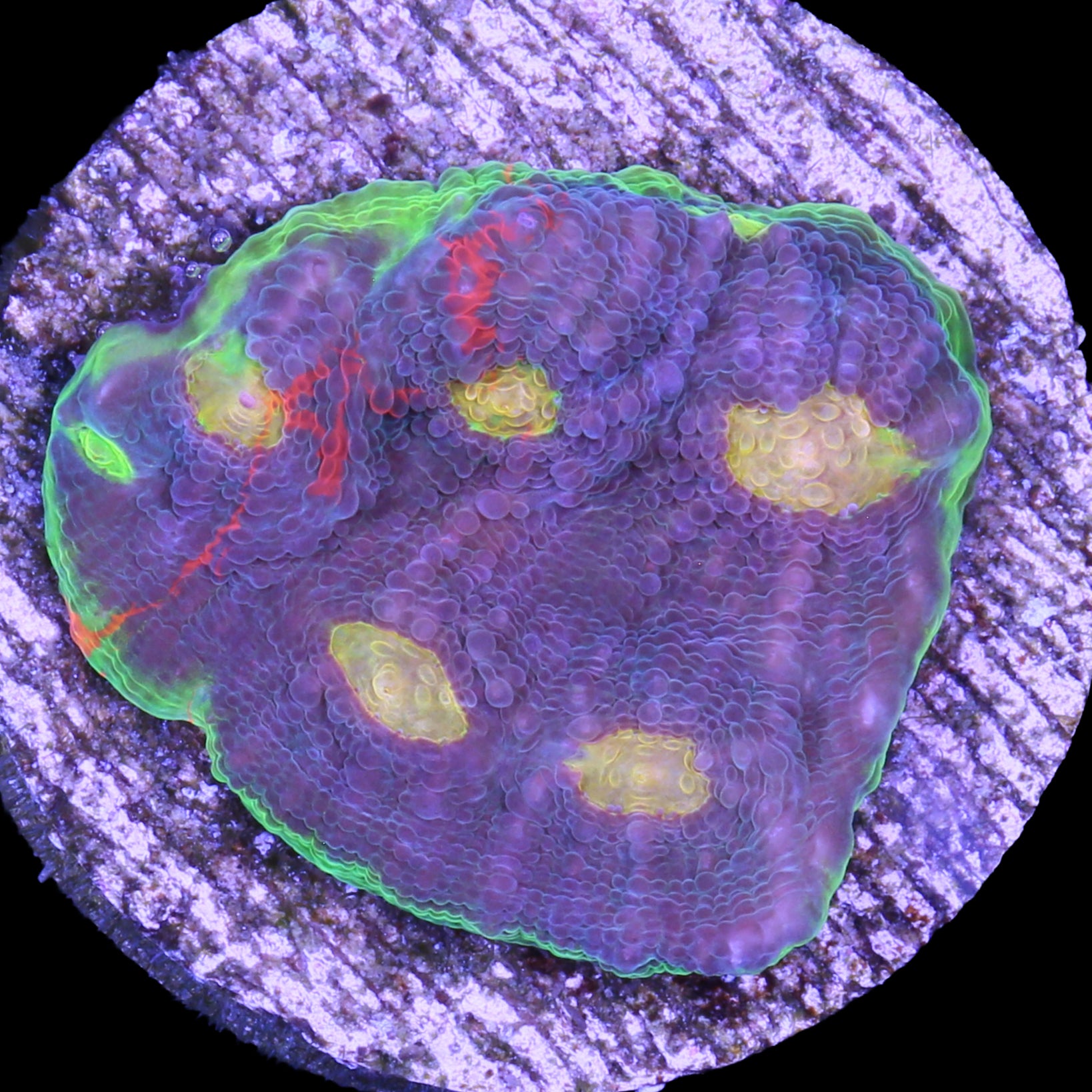Red Streak Echinophyllia Coral