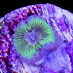 Vivid's Green Stratocaster Zoanthid Coral - Vivid Aquariums