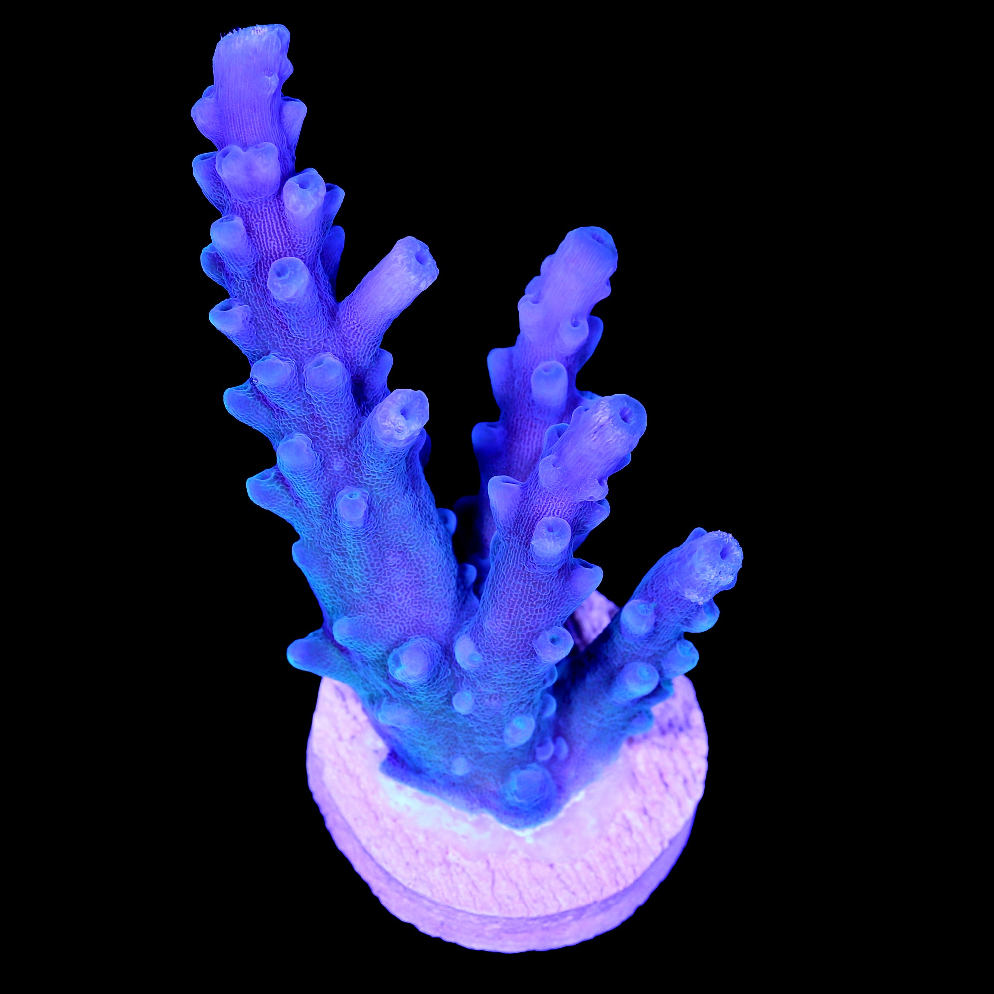 Oregon Blue Tort Acropora Coral - Lg Frag