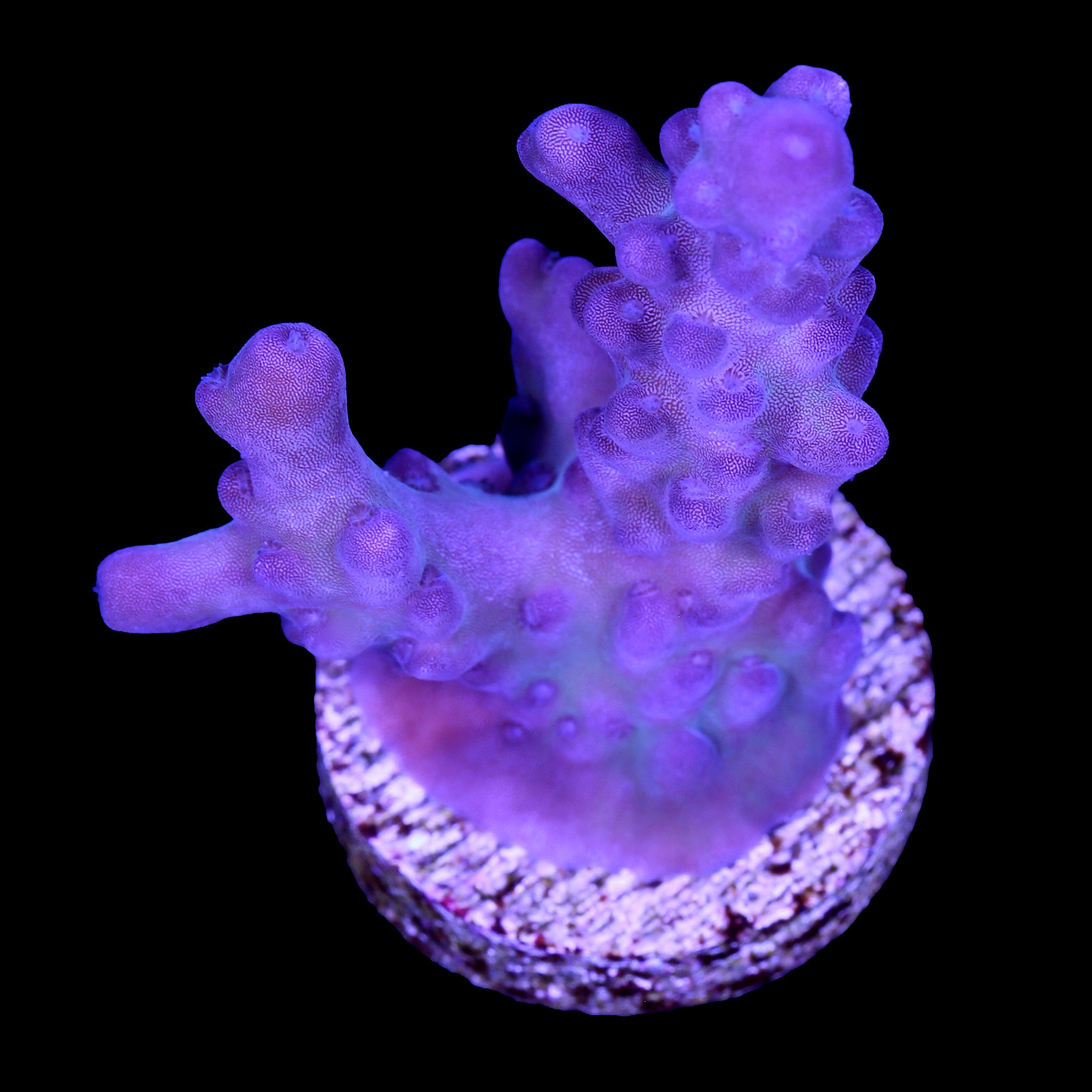 Purple Monster Acropora Coral - Lg Frag