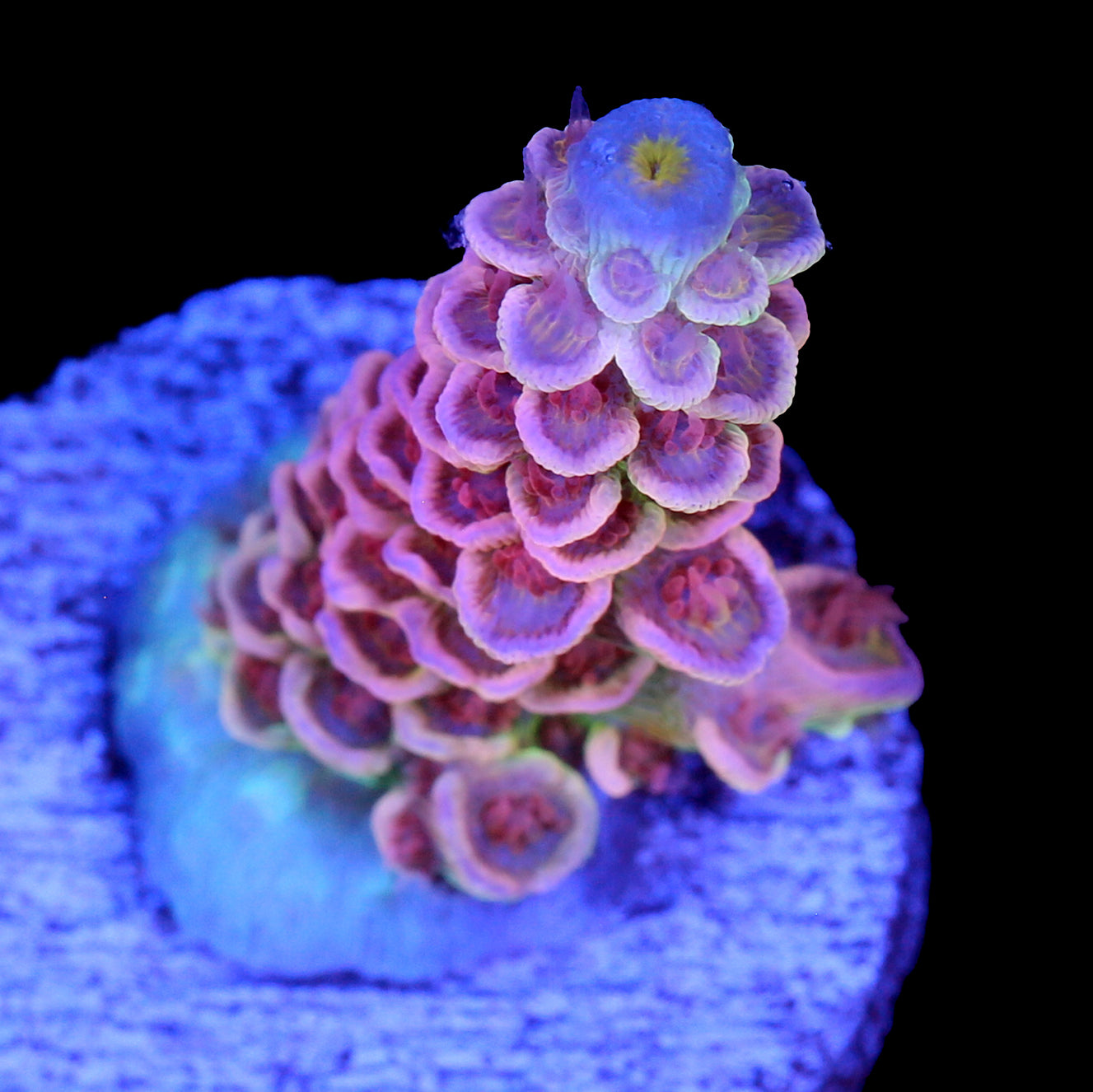 Superbird Acropora Coral - 800 Grown