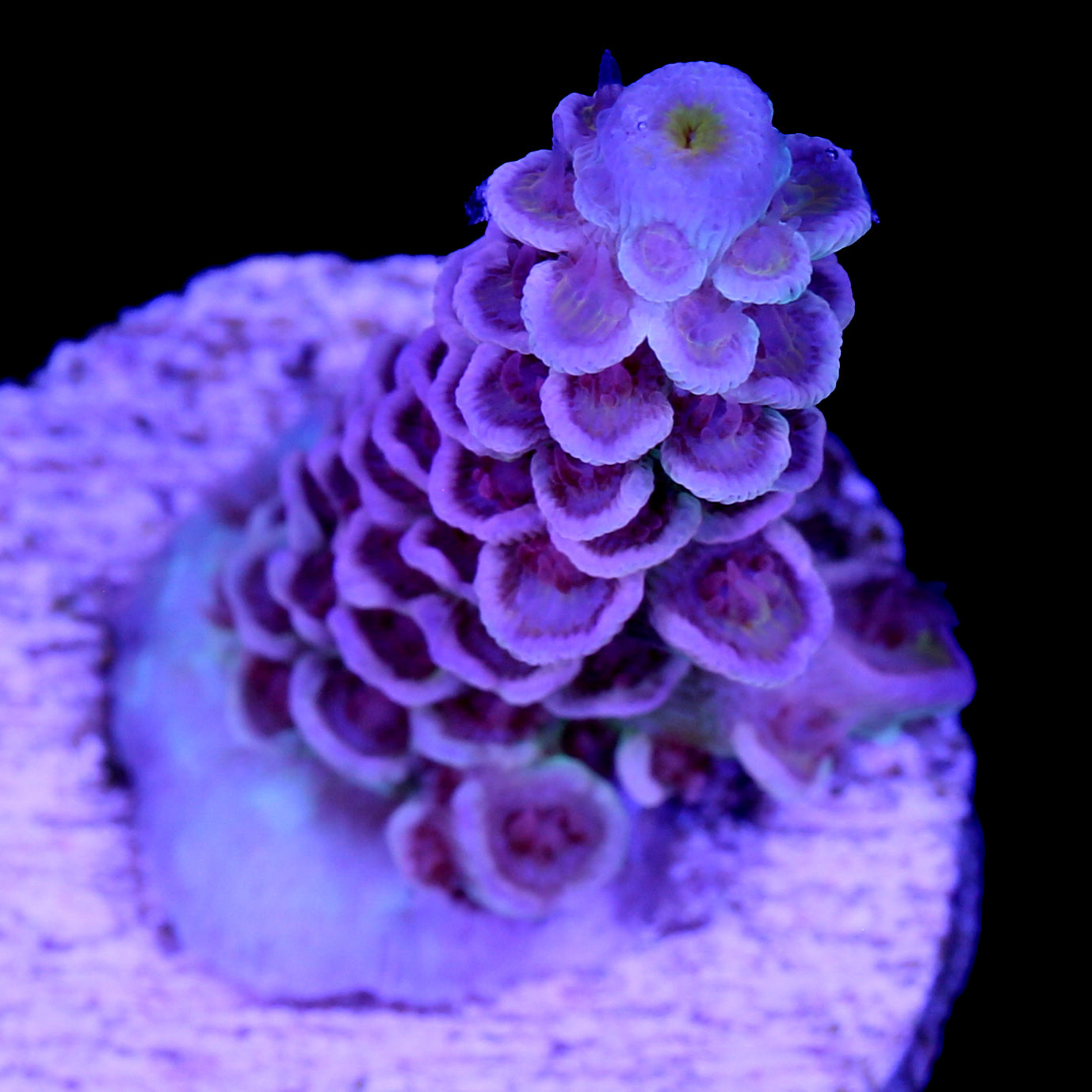 Superbird Acropora Coral - 800 Grown
