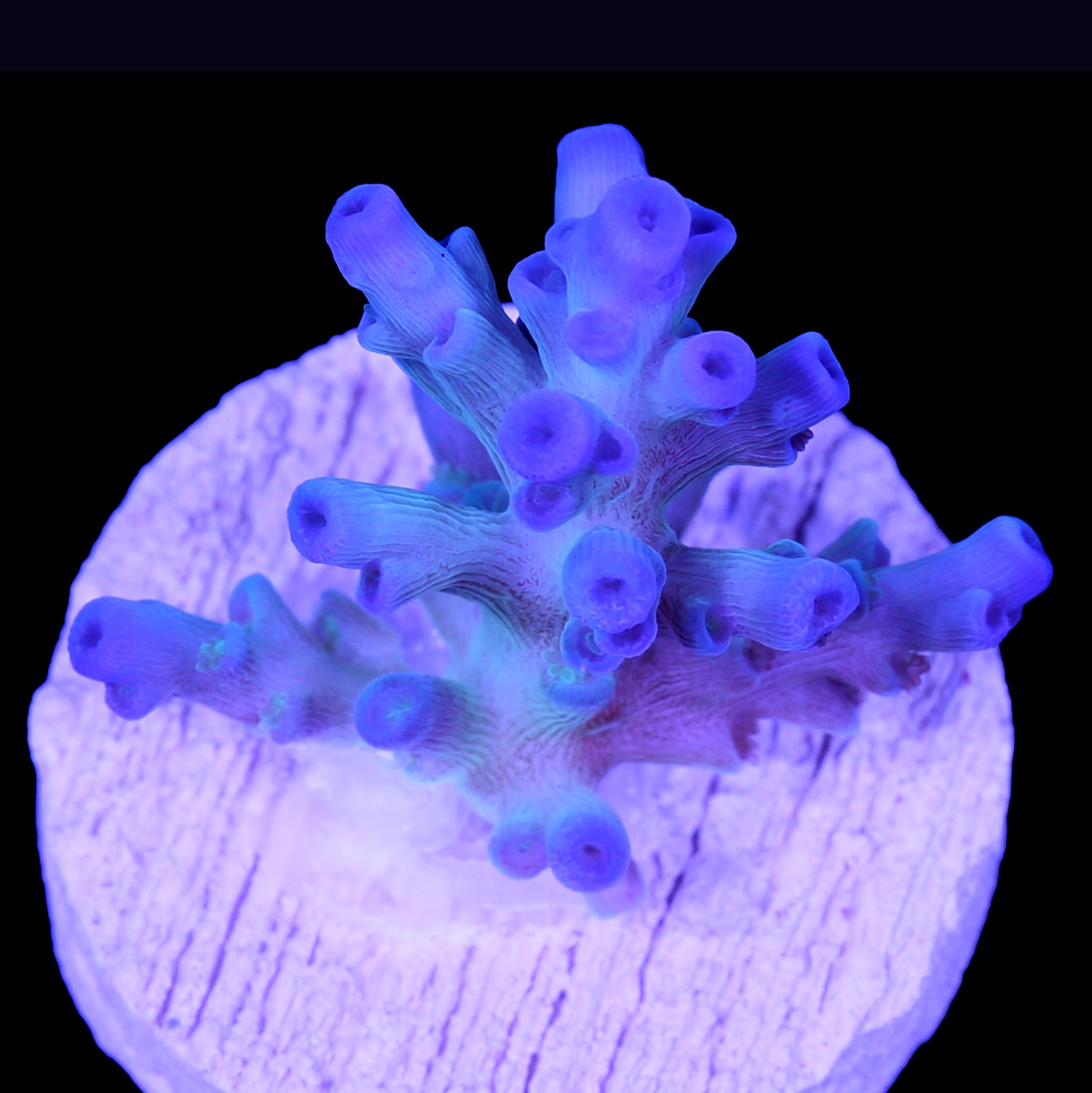 Ice Fire Echinata Acropora Coral
