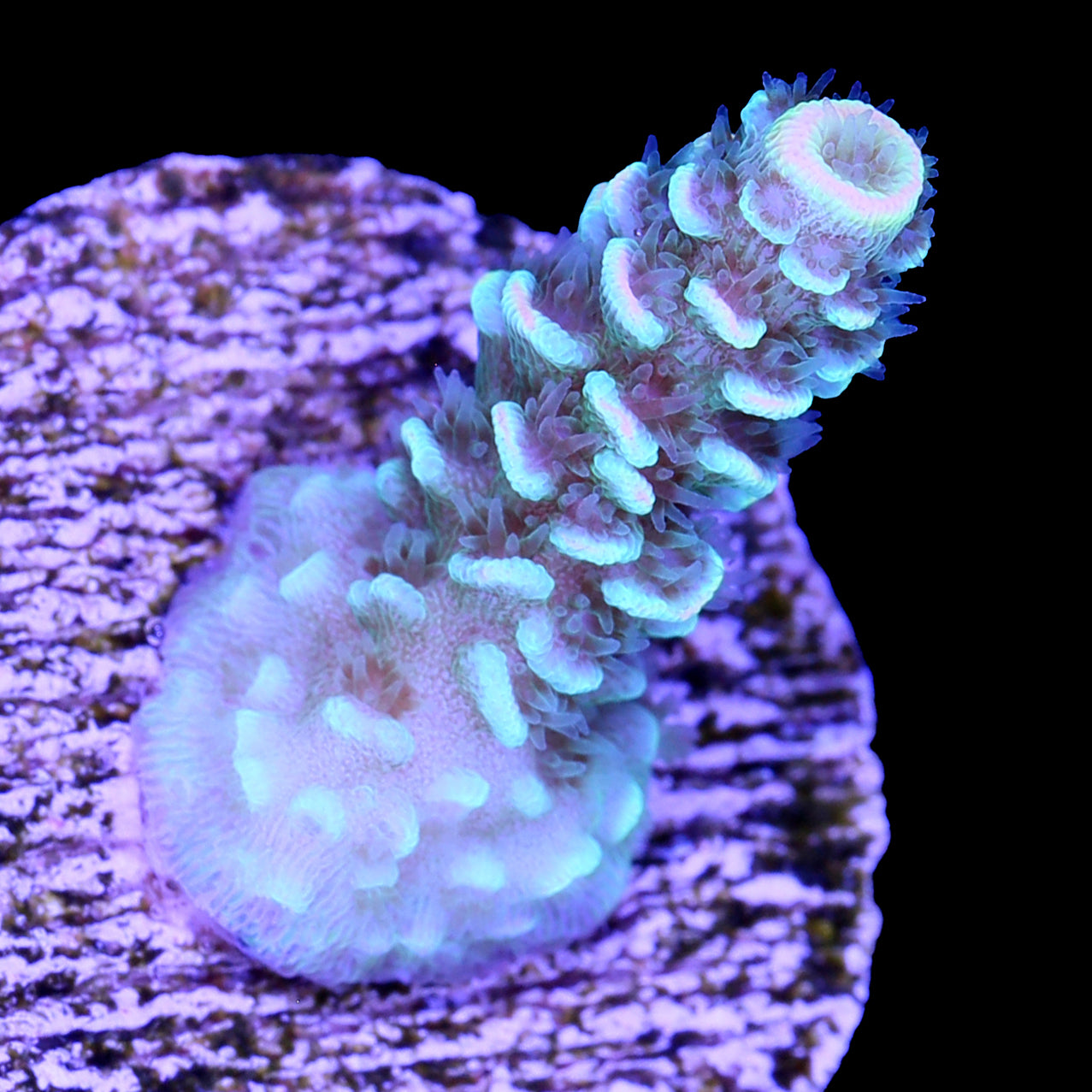 BK Chem Fruit Loops Acropora Coral - 800 Grown