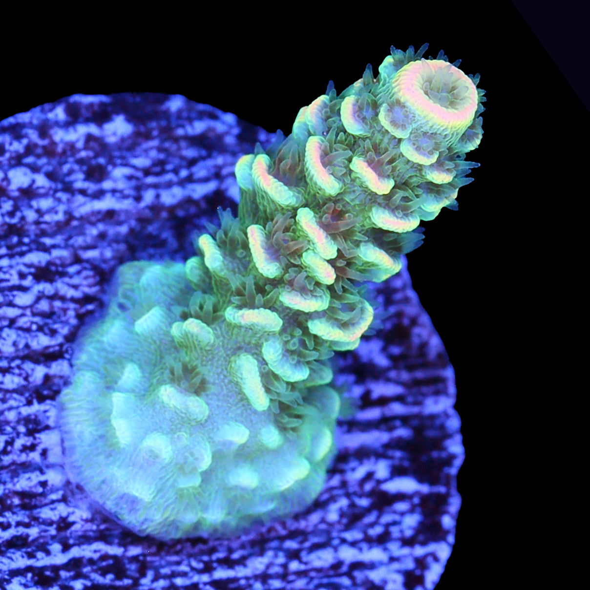 BK Chem Fruit Loops Acropora Coral - 800 Grown